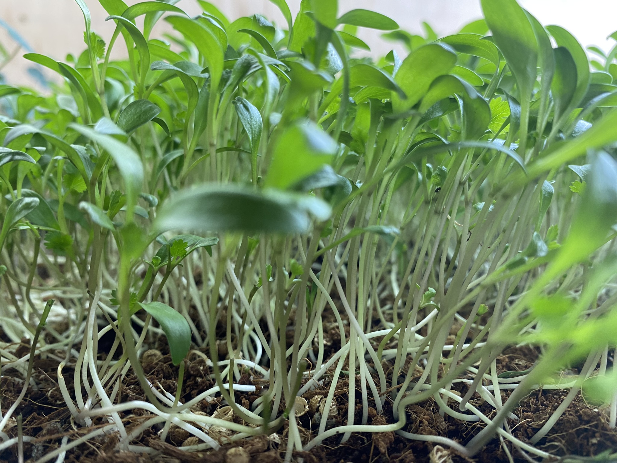 Coriander Micro Greens (Live punnet)