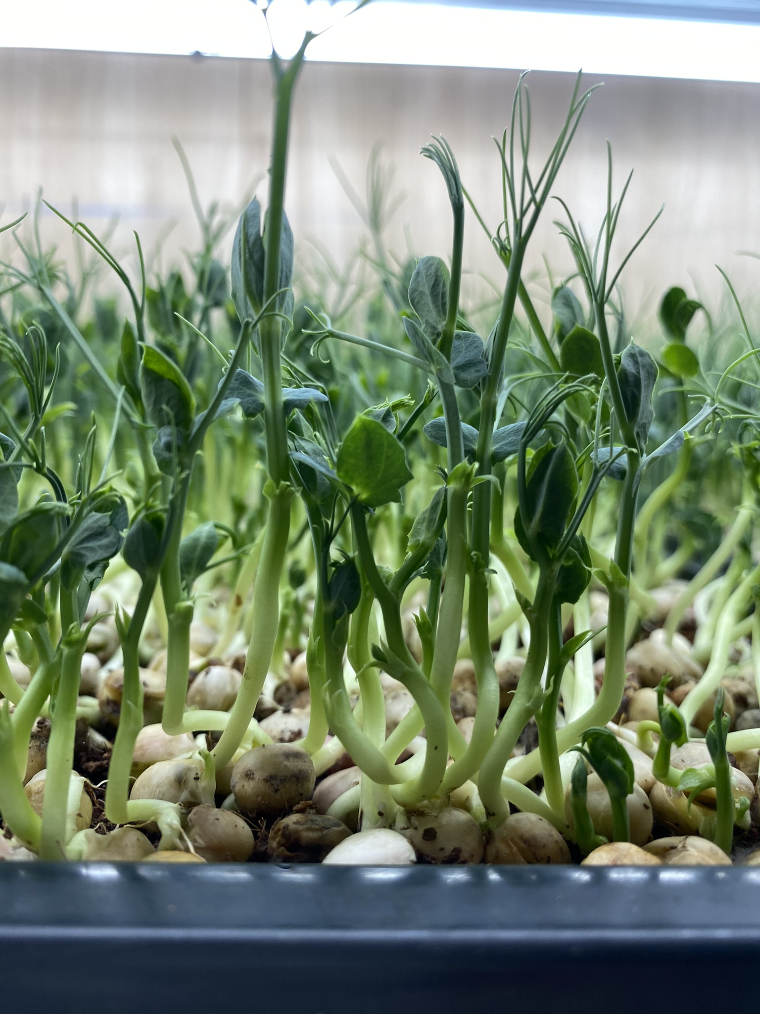 Fresh Pea Shoots (Live punnet)