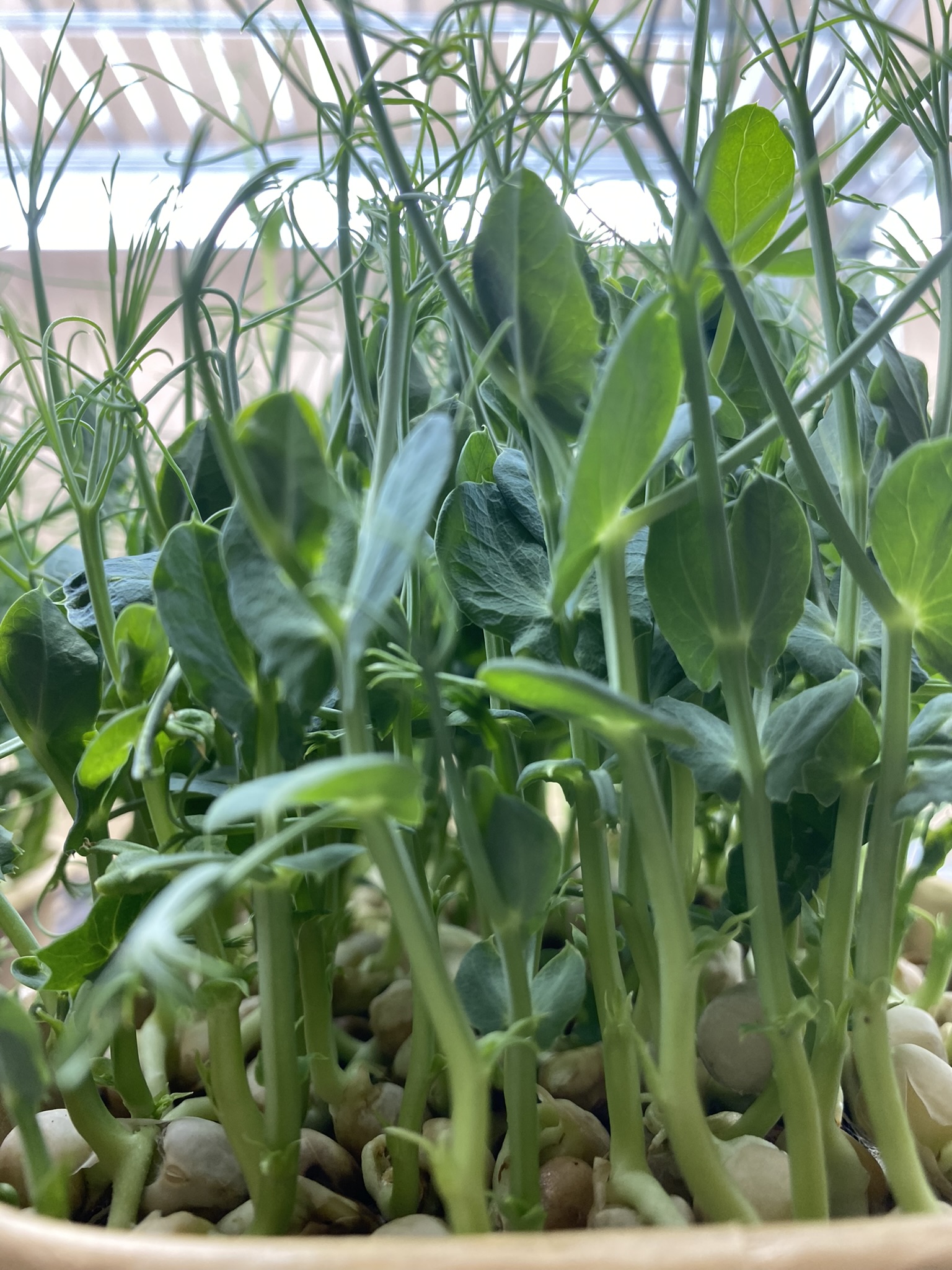 Fresh Pea Shoots (Live punnet)