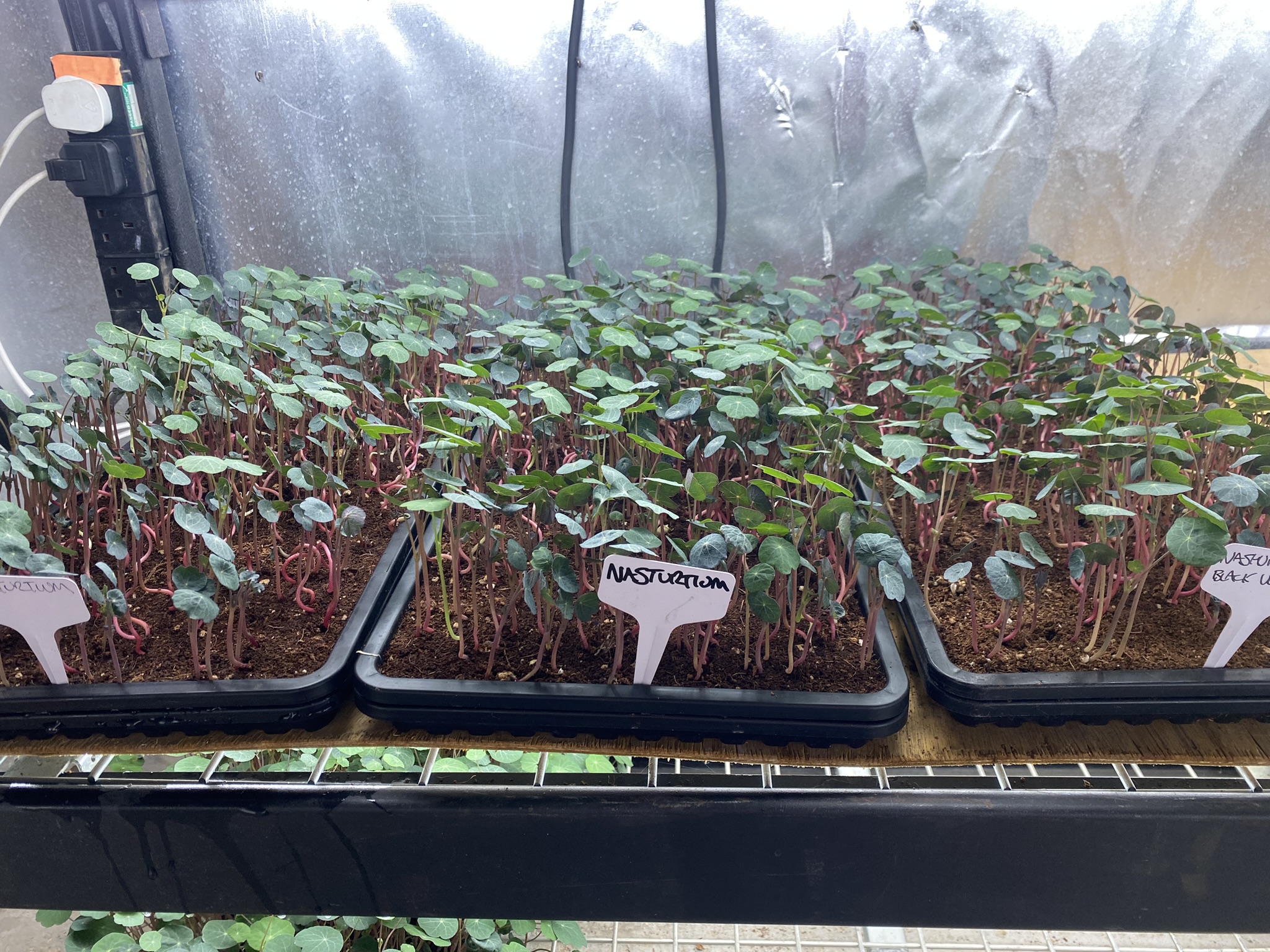 Nasturtium Micro Greens (Live punnet)