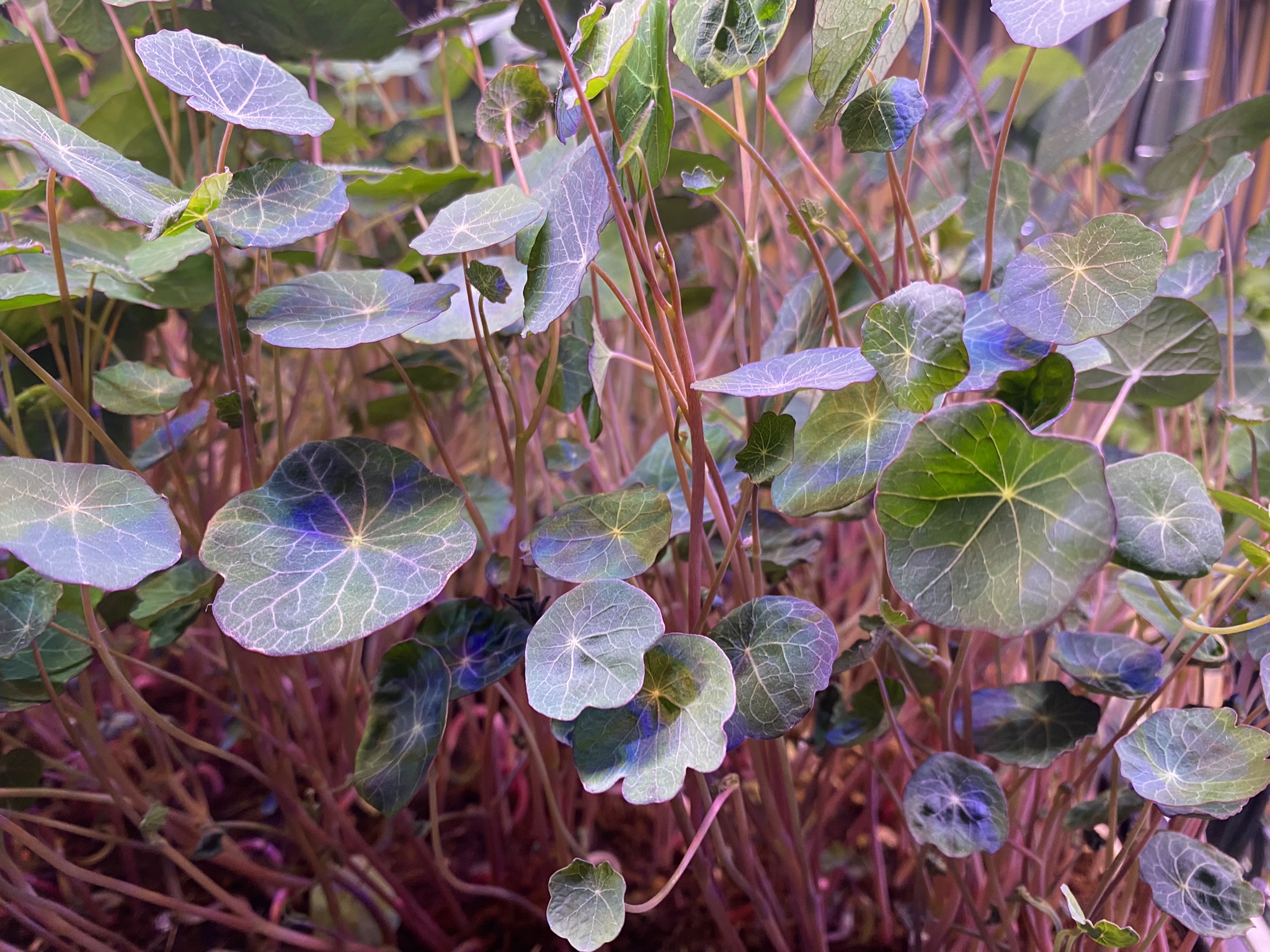 Nasturtium Micro Greens (Live punnet)