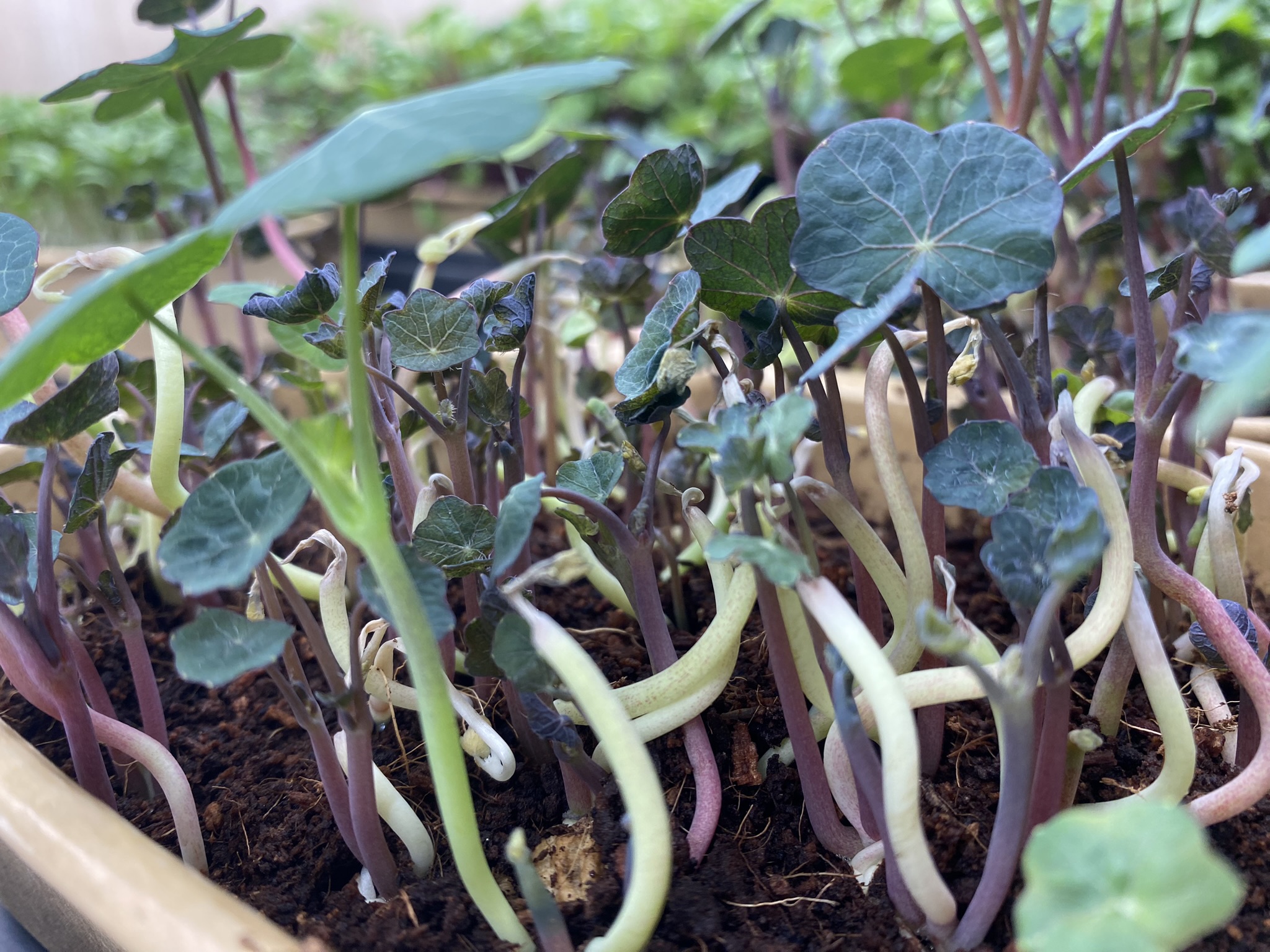 Nasturtium Micro Greens (Live punnet)