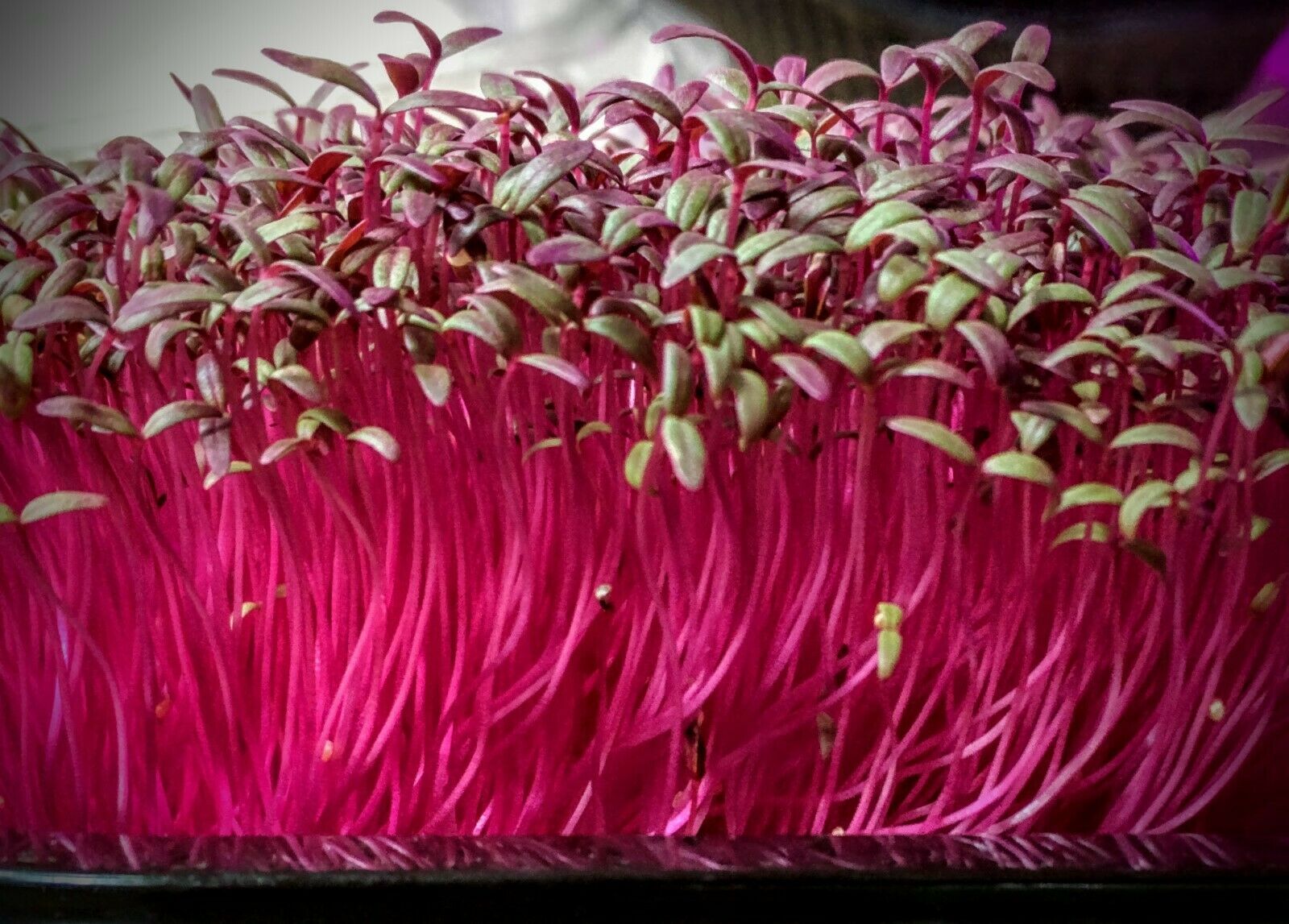 Red Amaranth Microgreens (Live Punnet)