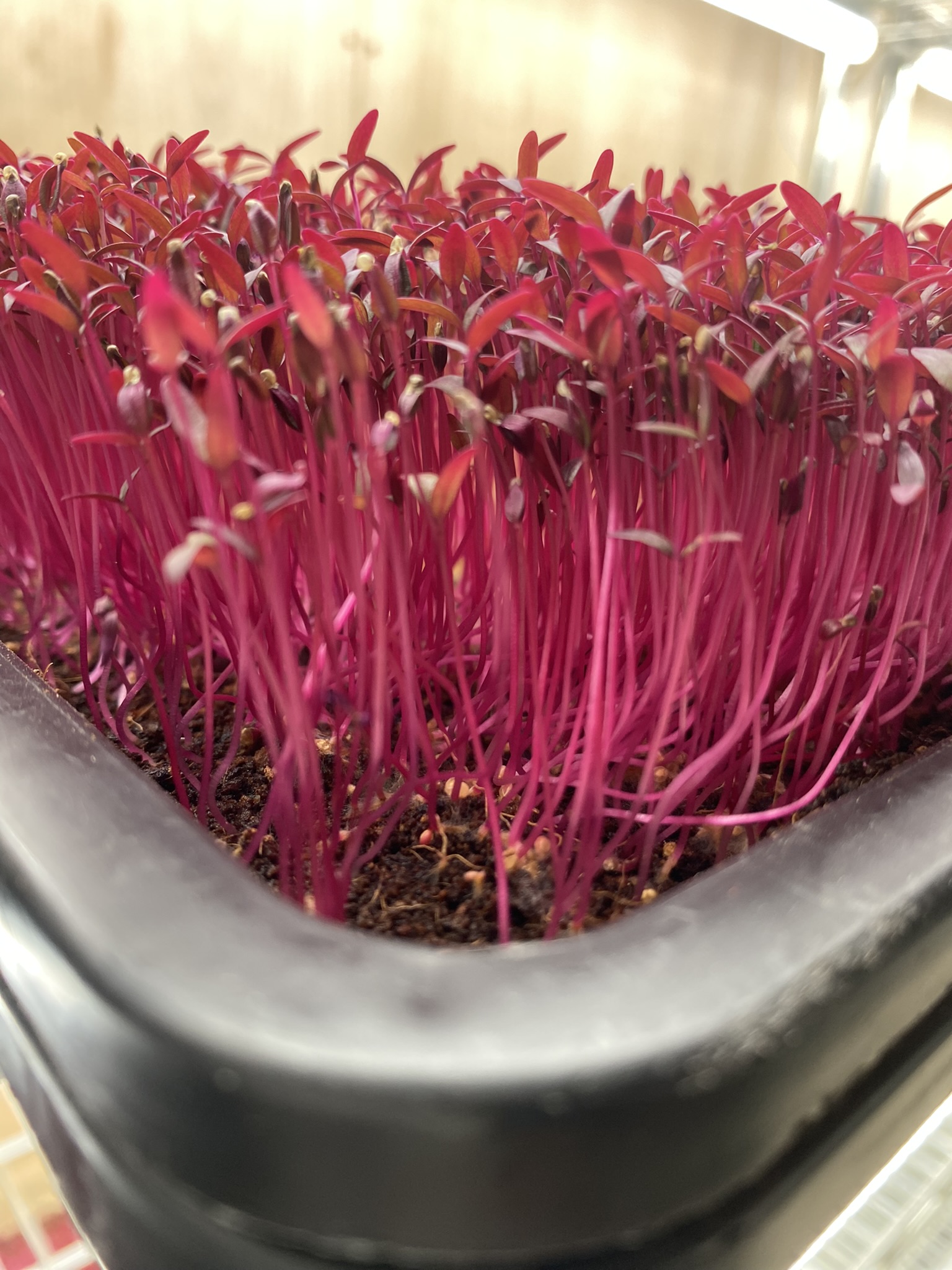 Red Amaranth Microgreens (Live Punnet)