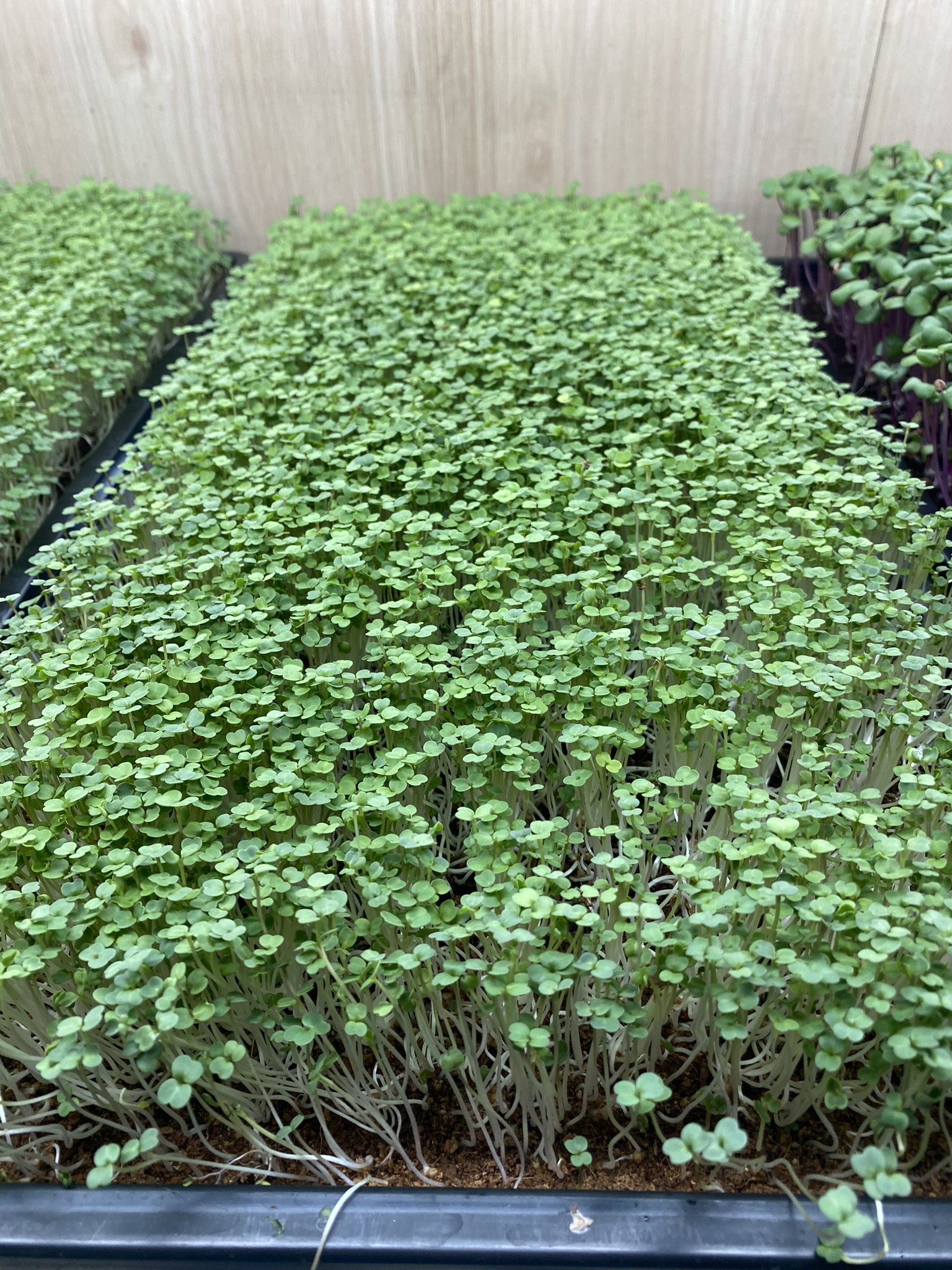 Rocket Micro Greens (Live punnet)