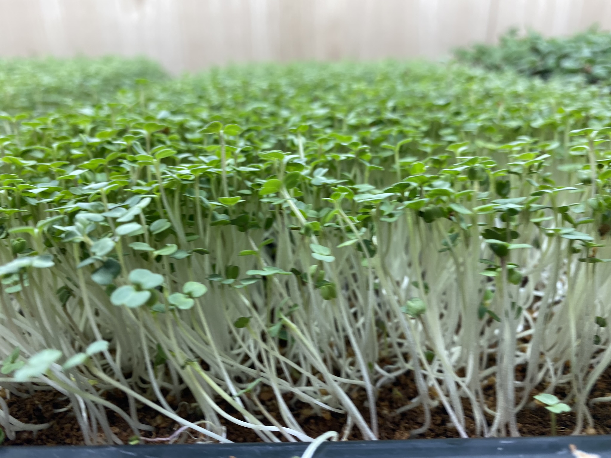 Rocket Micro Greens (Live punnet)