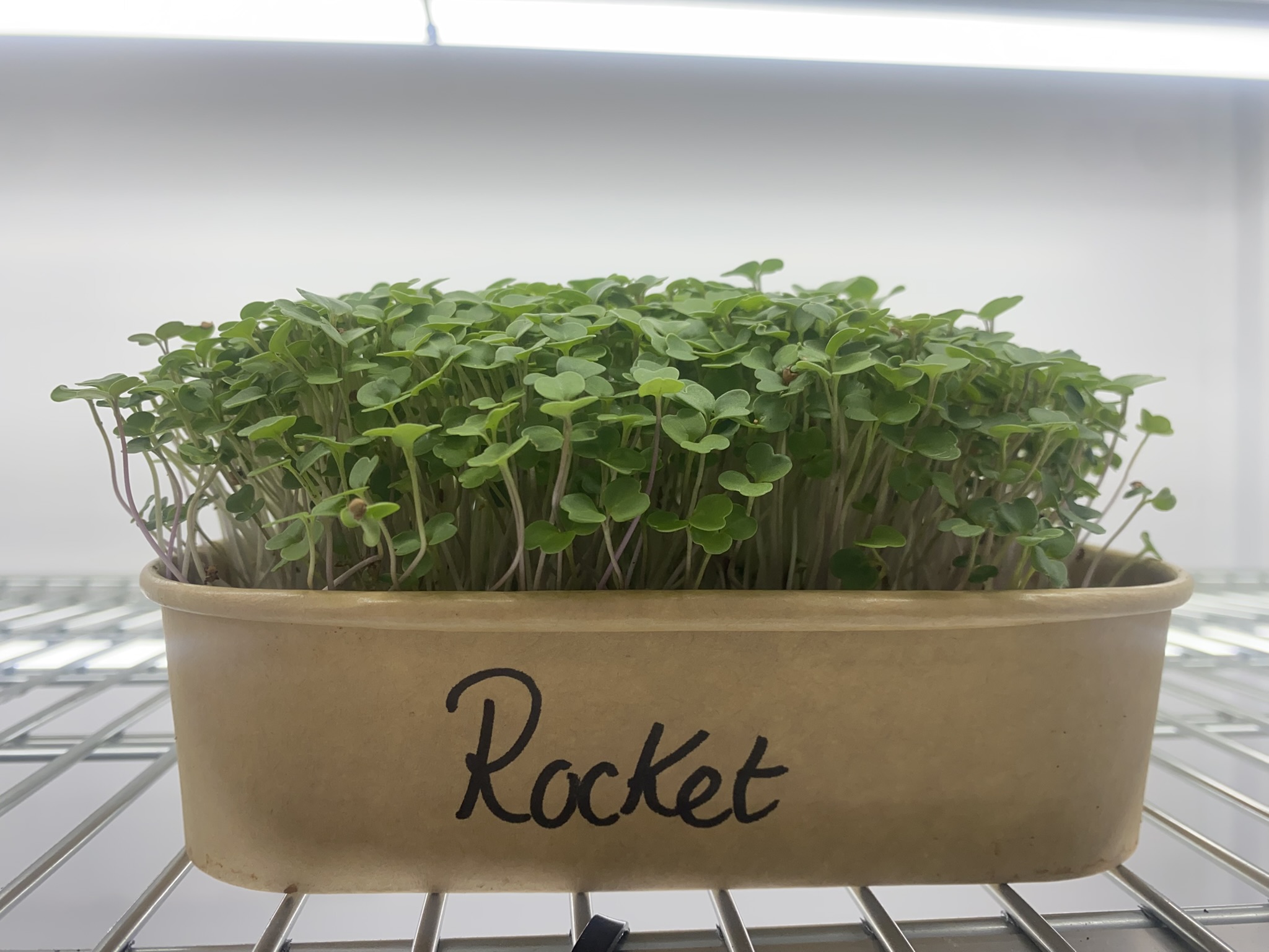 Rocket Micro Greens (Live punnet)