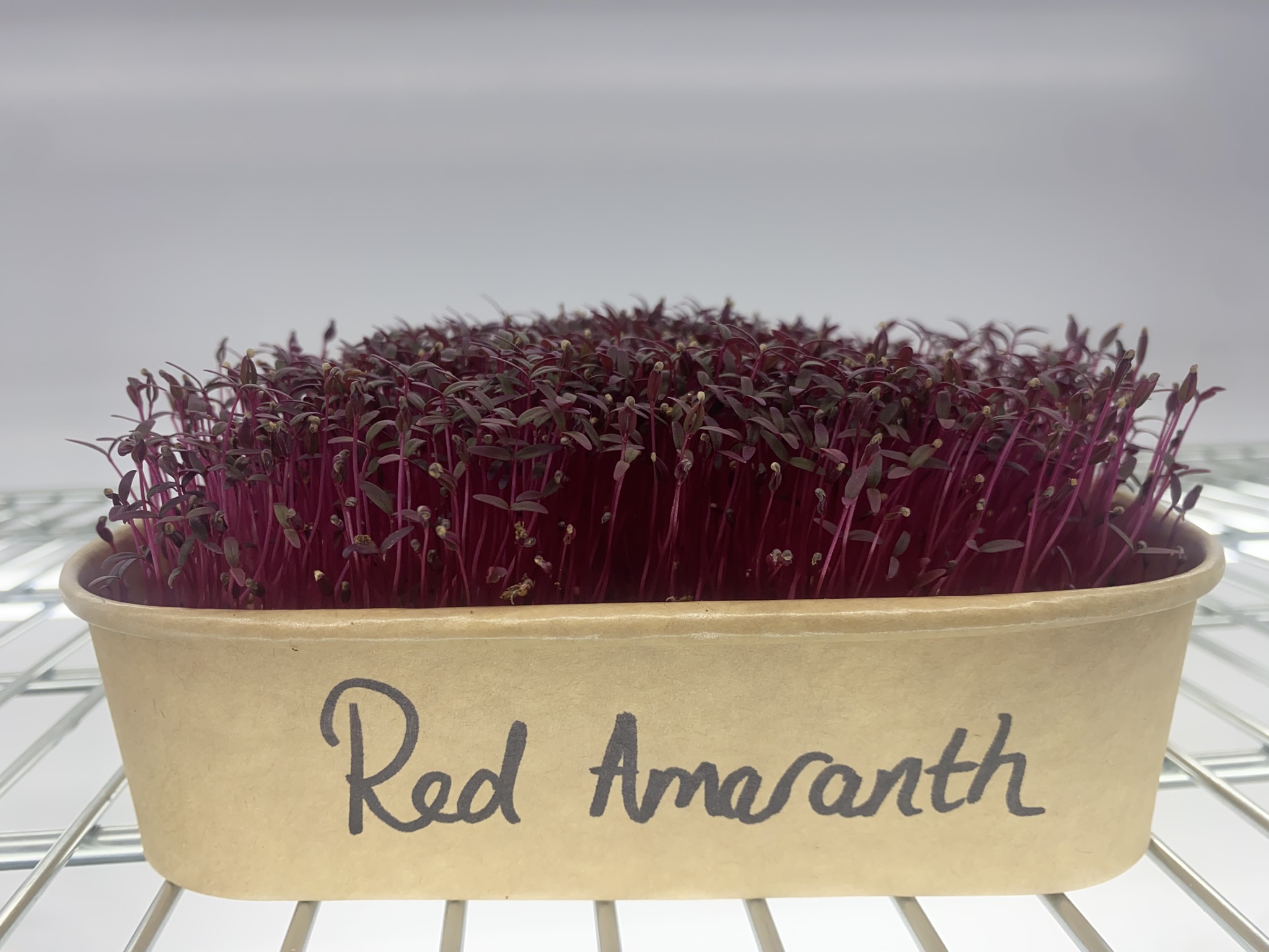 Red Amaranth Microgreens (Live Punnet)