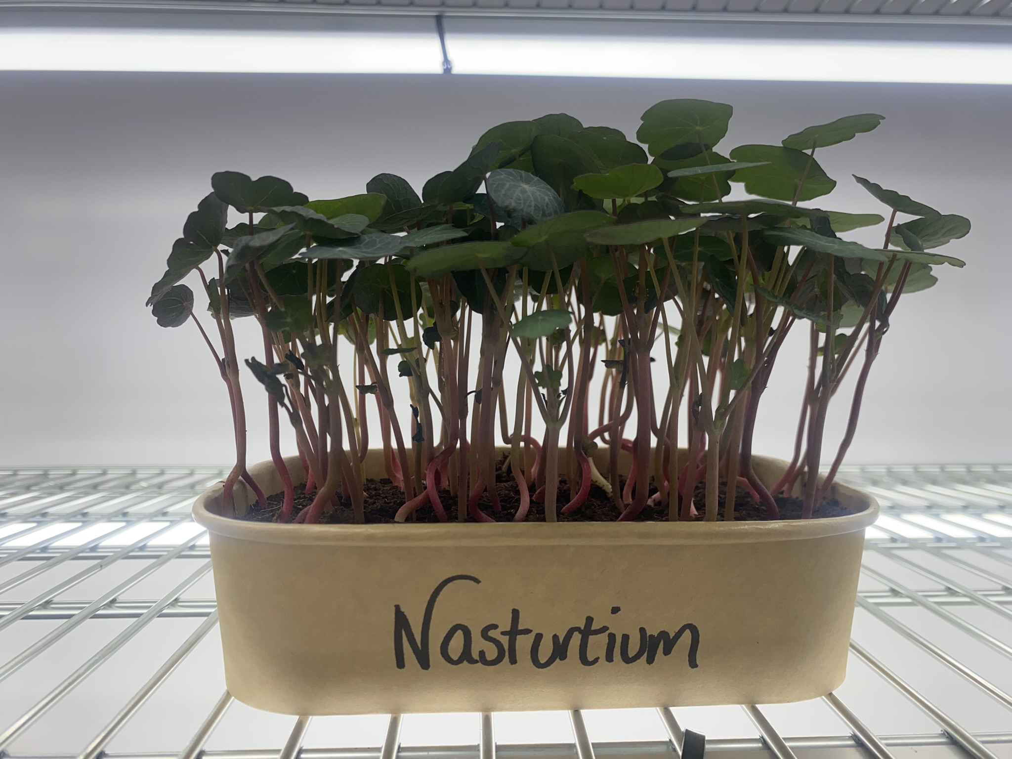 Nasturtium Micro Greens (Live punnet)