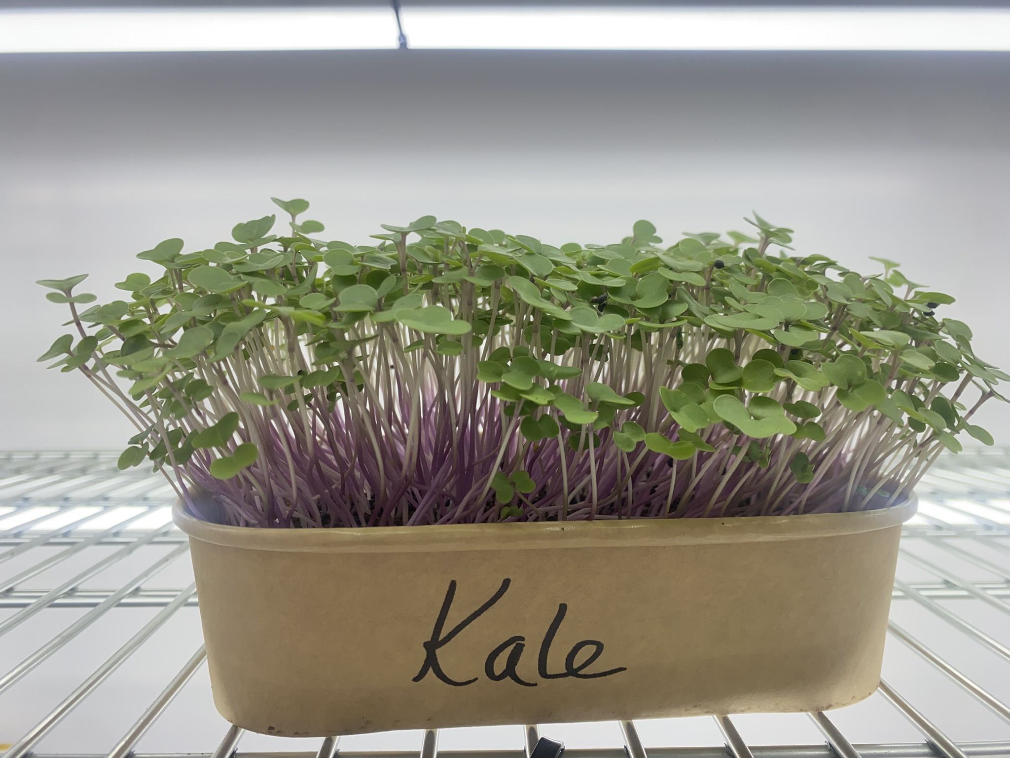 Kale Micro Greens (Live punnet)