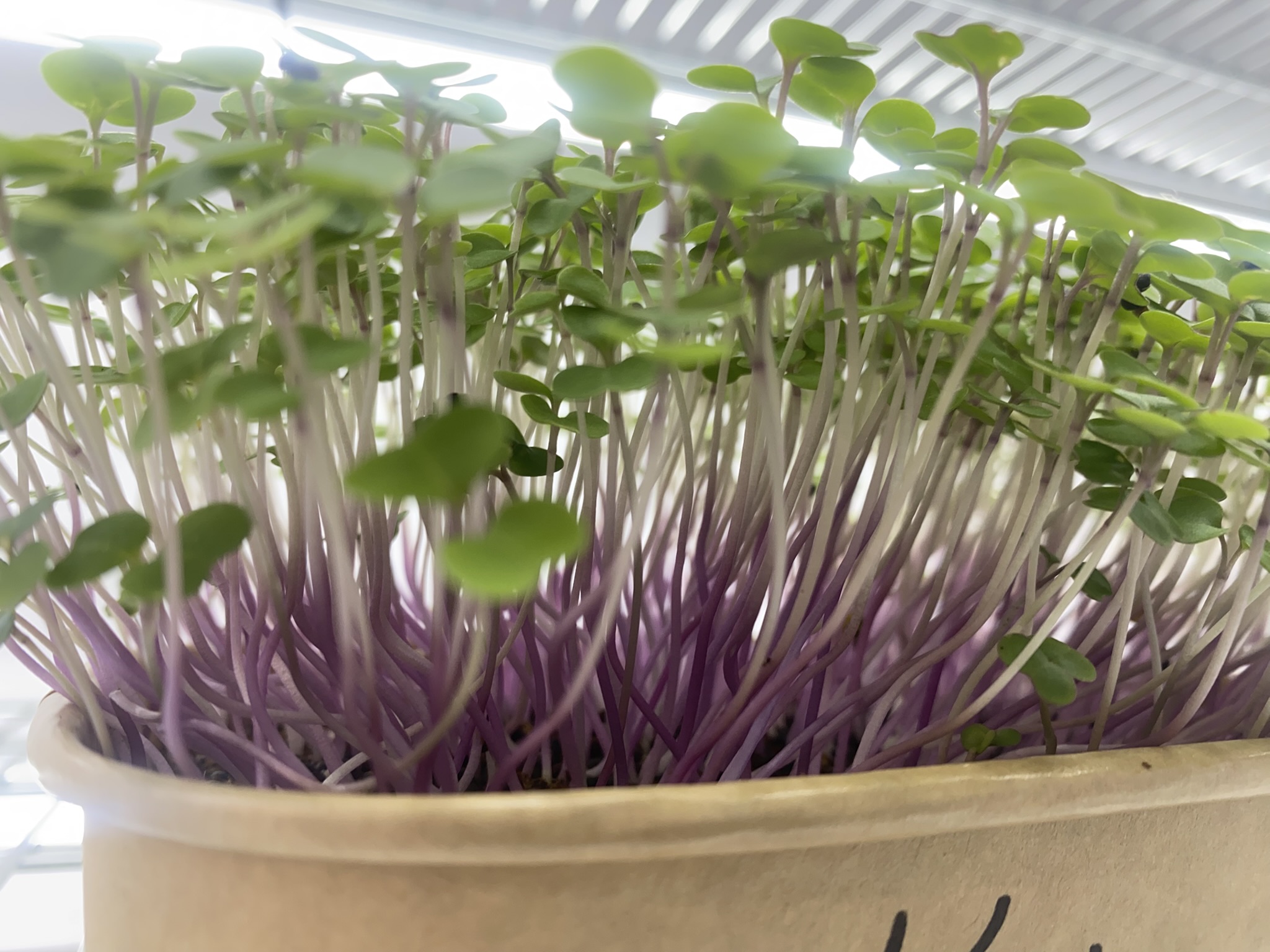 Kale Micro Greens (Live punnet)