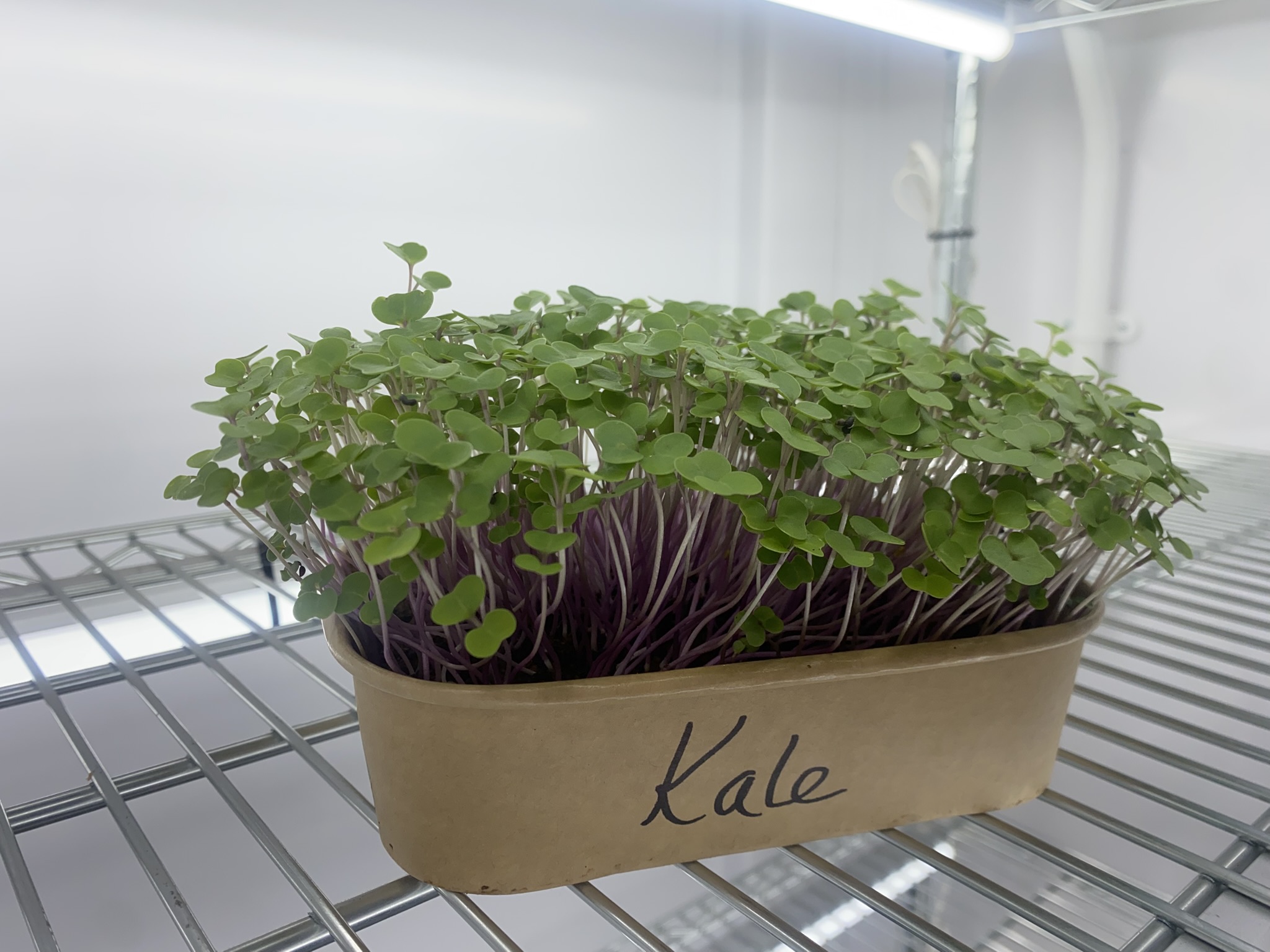 Kale Micro Greens (Live punnet)