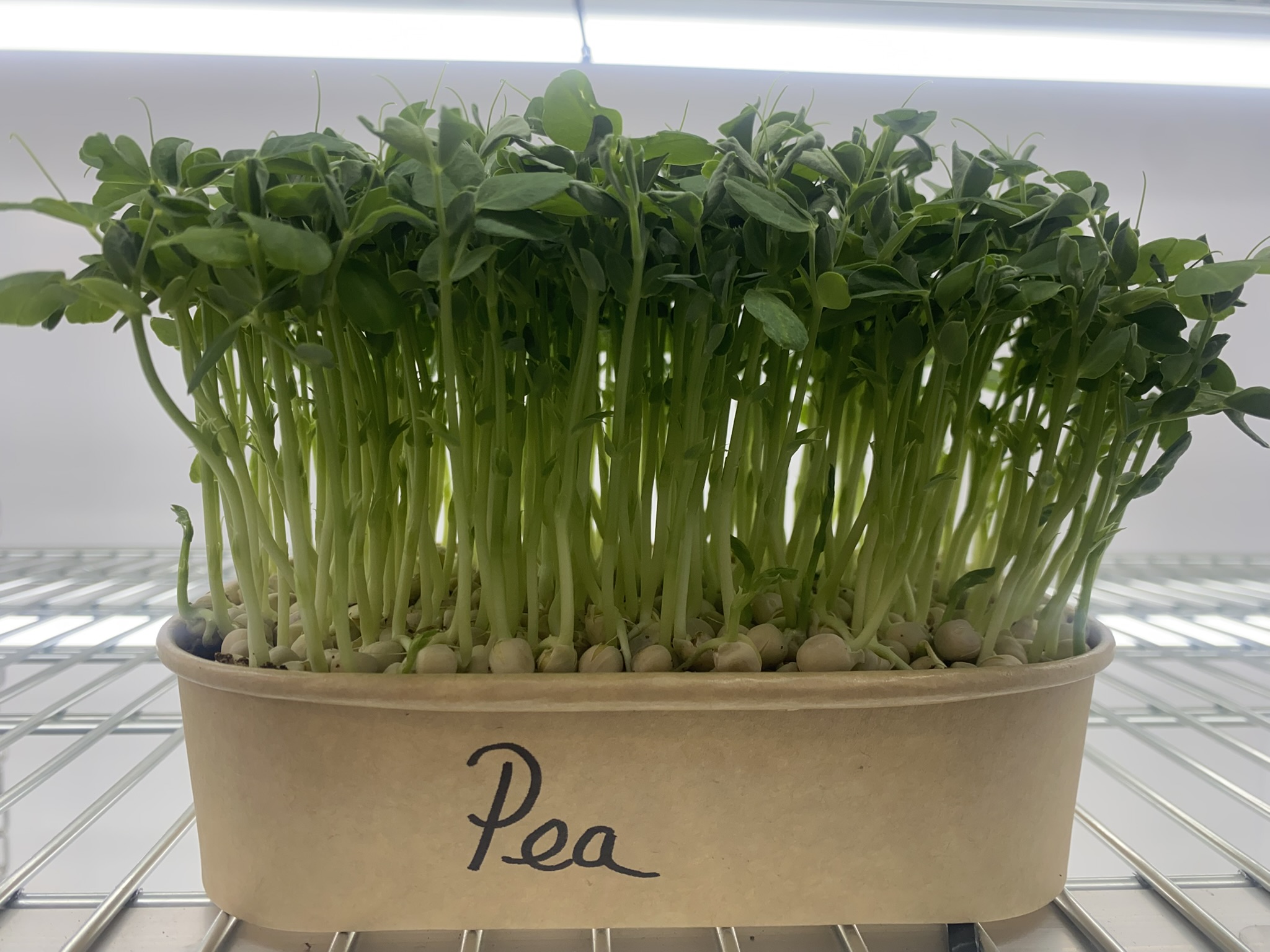 Fresh Pea Shoots (Live punnet)