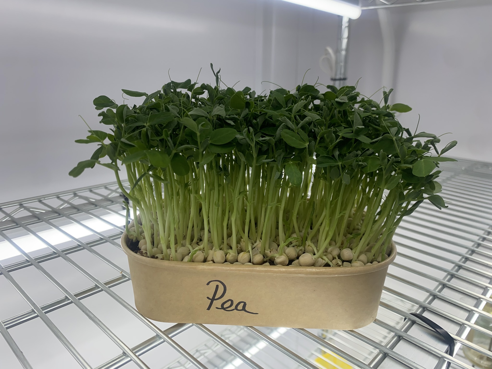 Fresh Pea Shoots (Live punnet)