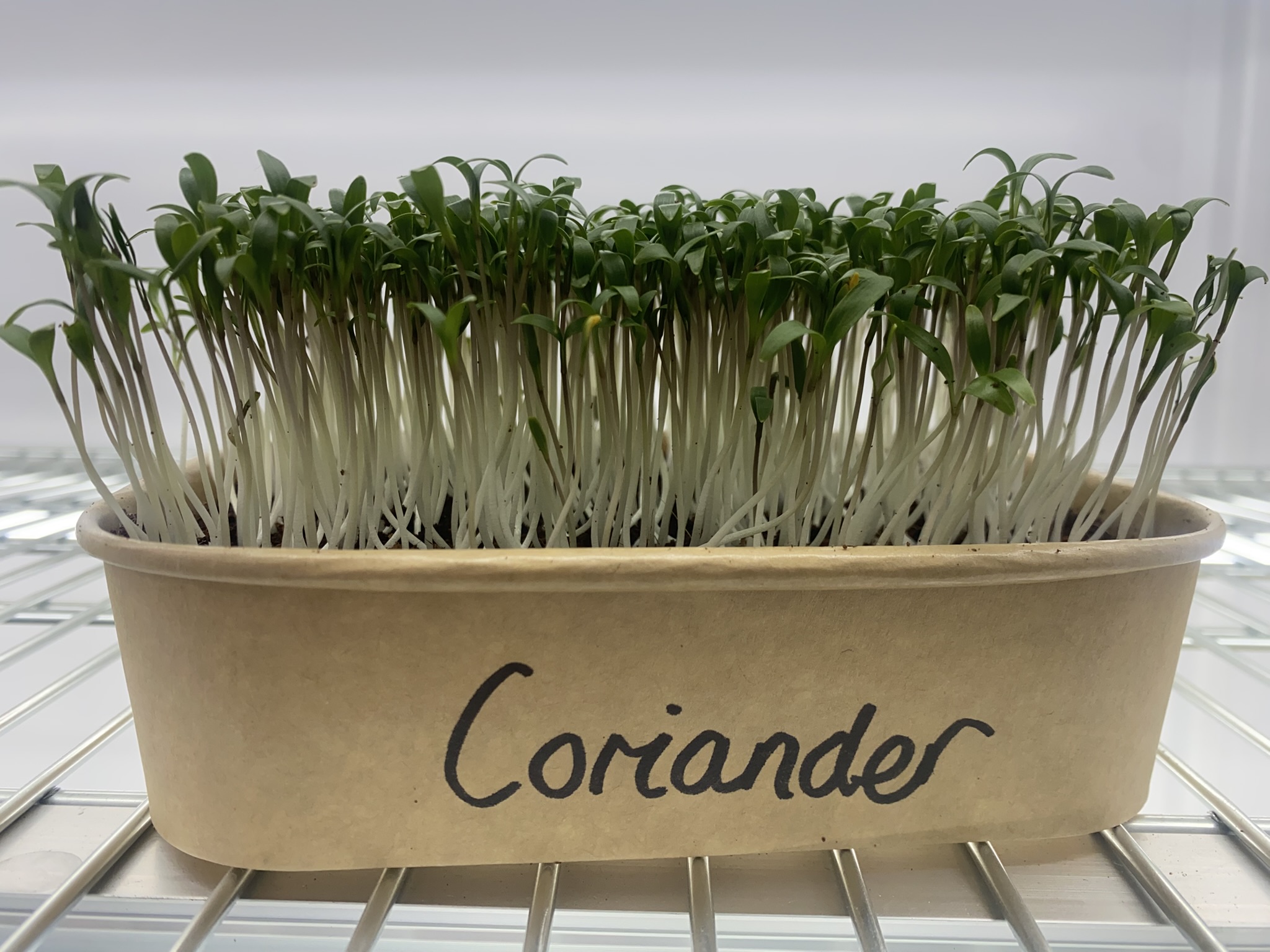 Coriander Micro Greens (Live punnet)