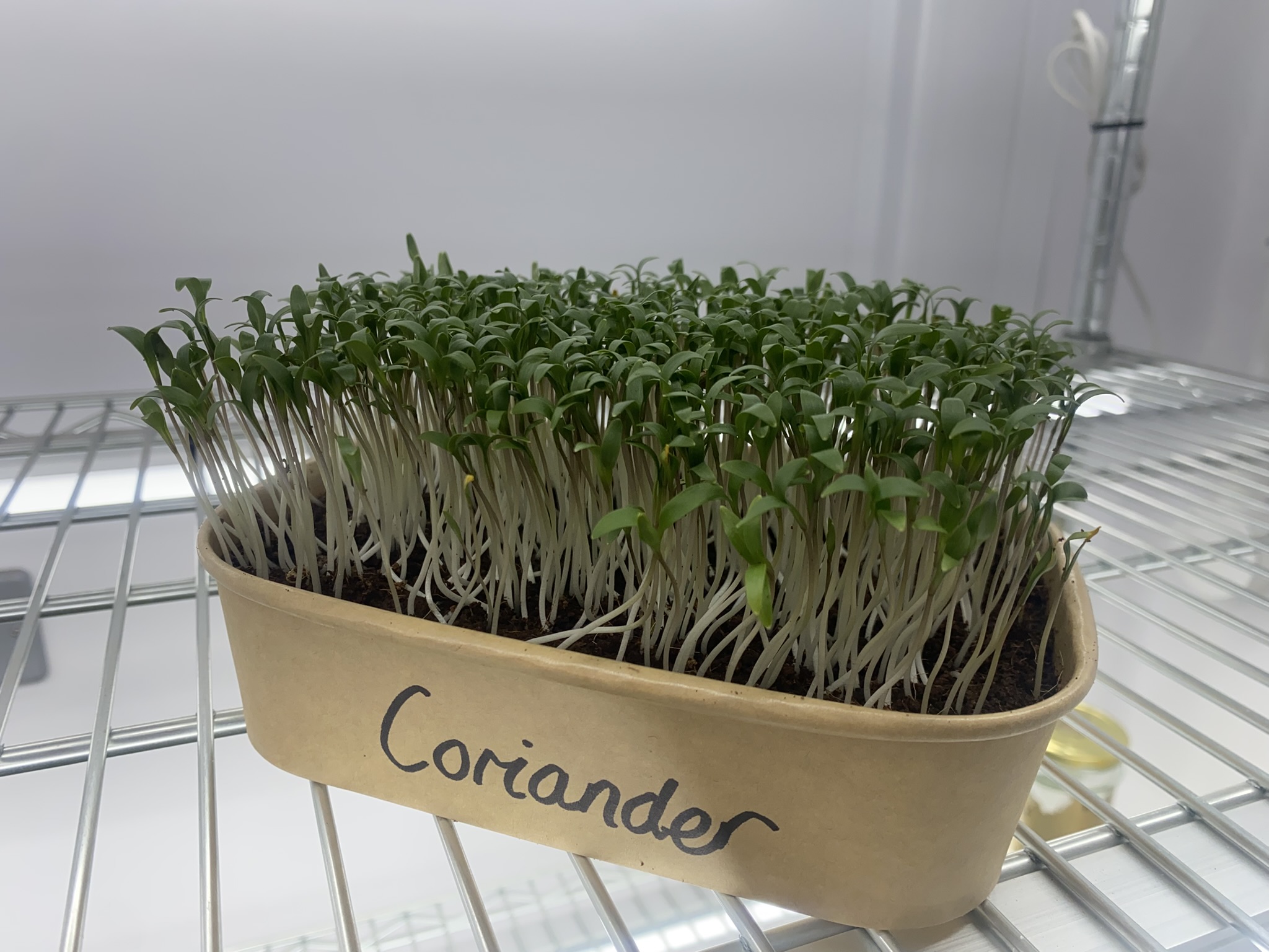 Coriander Micro Greens (Live punnet)