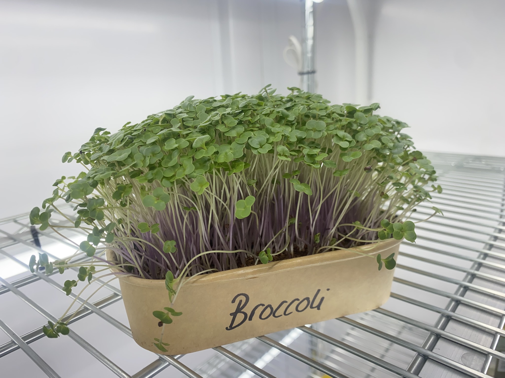 Broccoli Micro Greens (Live punnet)