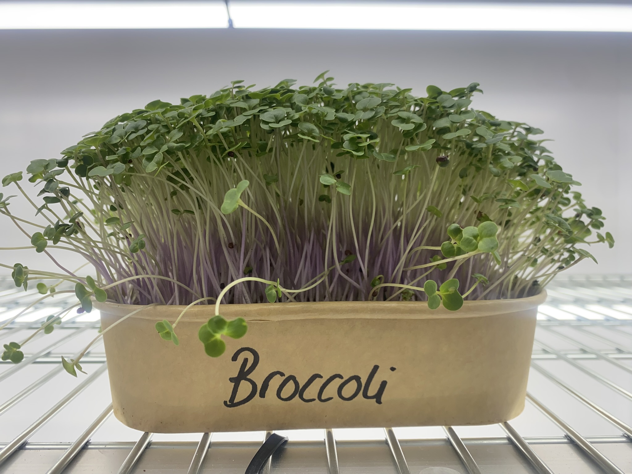 Broccoli Micro Greens (Live punnet)
