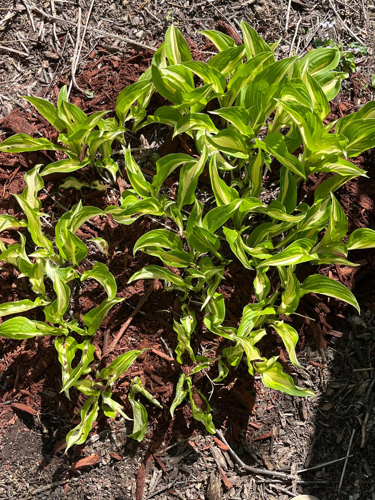 Hosta Undulata 