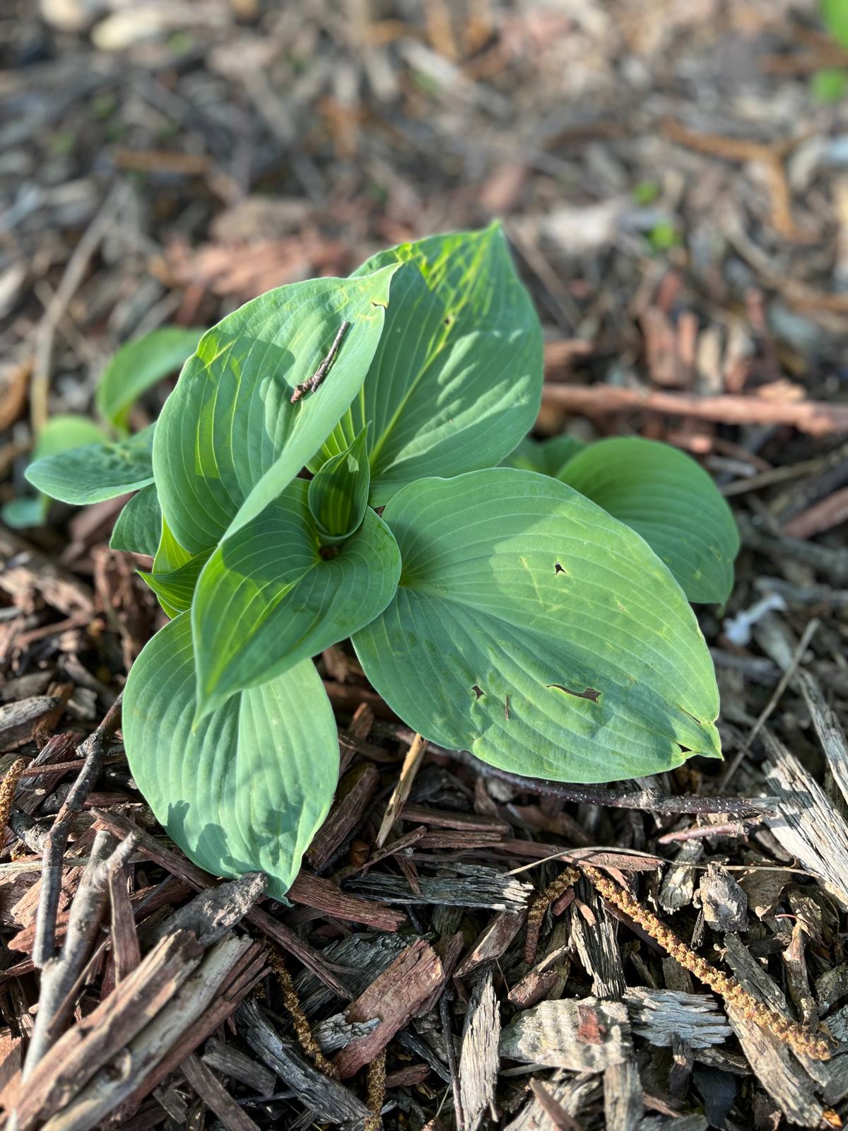 Mouse Ears Hosta