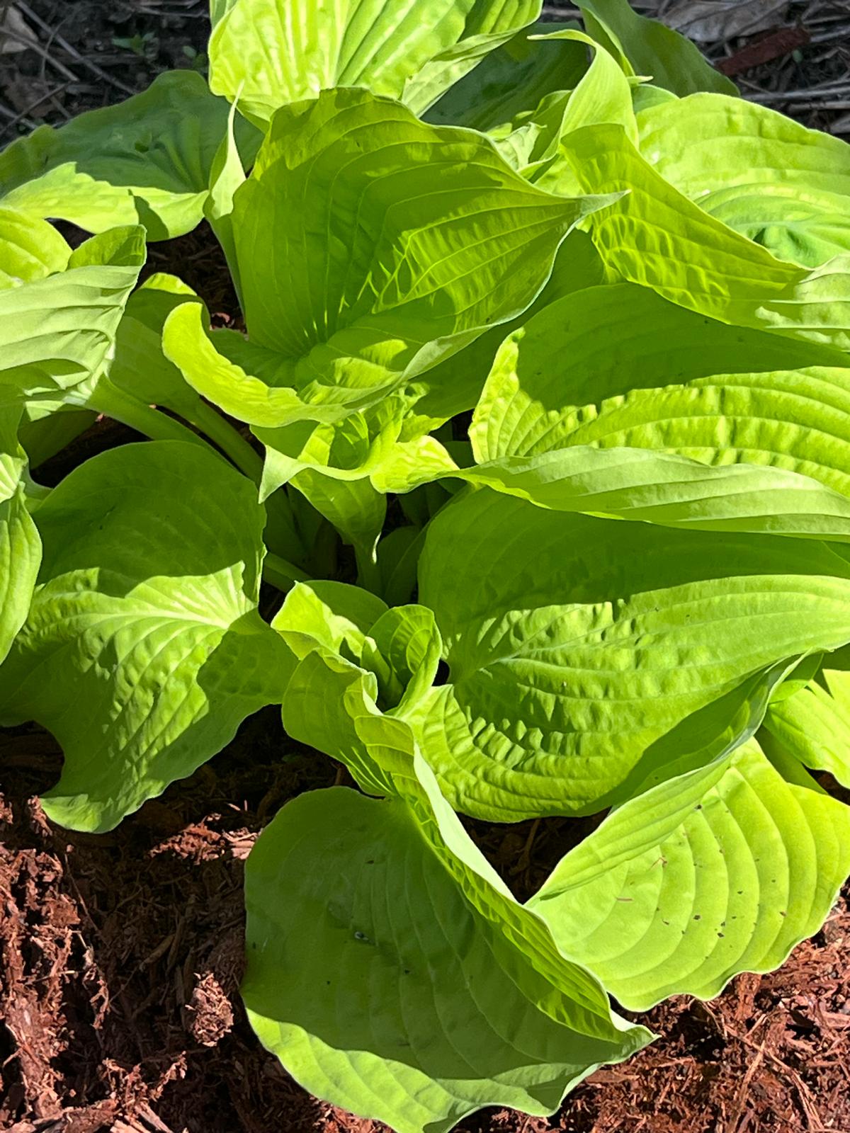 Guacamole Hosta