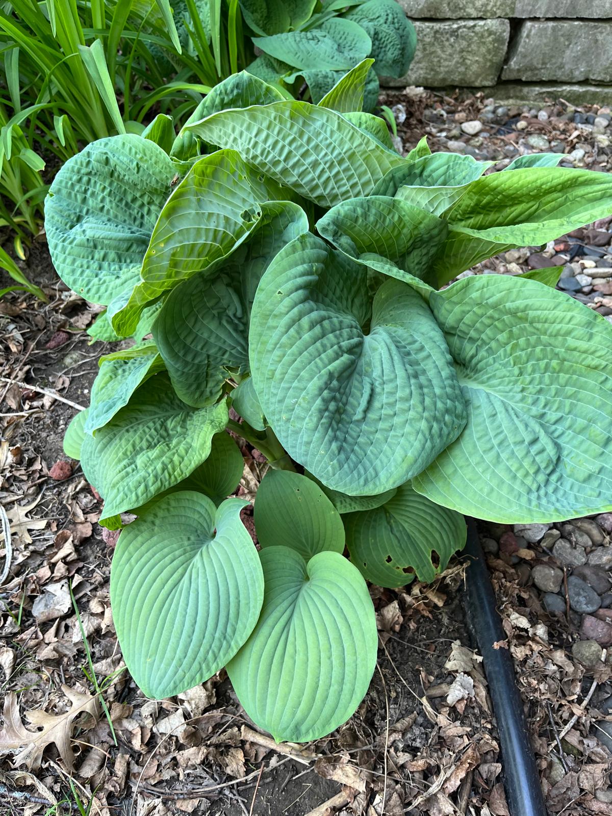 Big Daddy Hosta