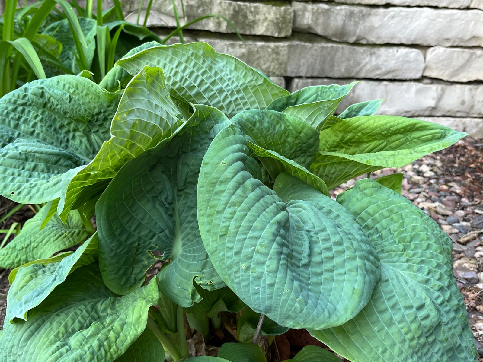 Big Daddy Hosta