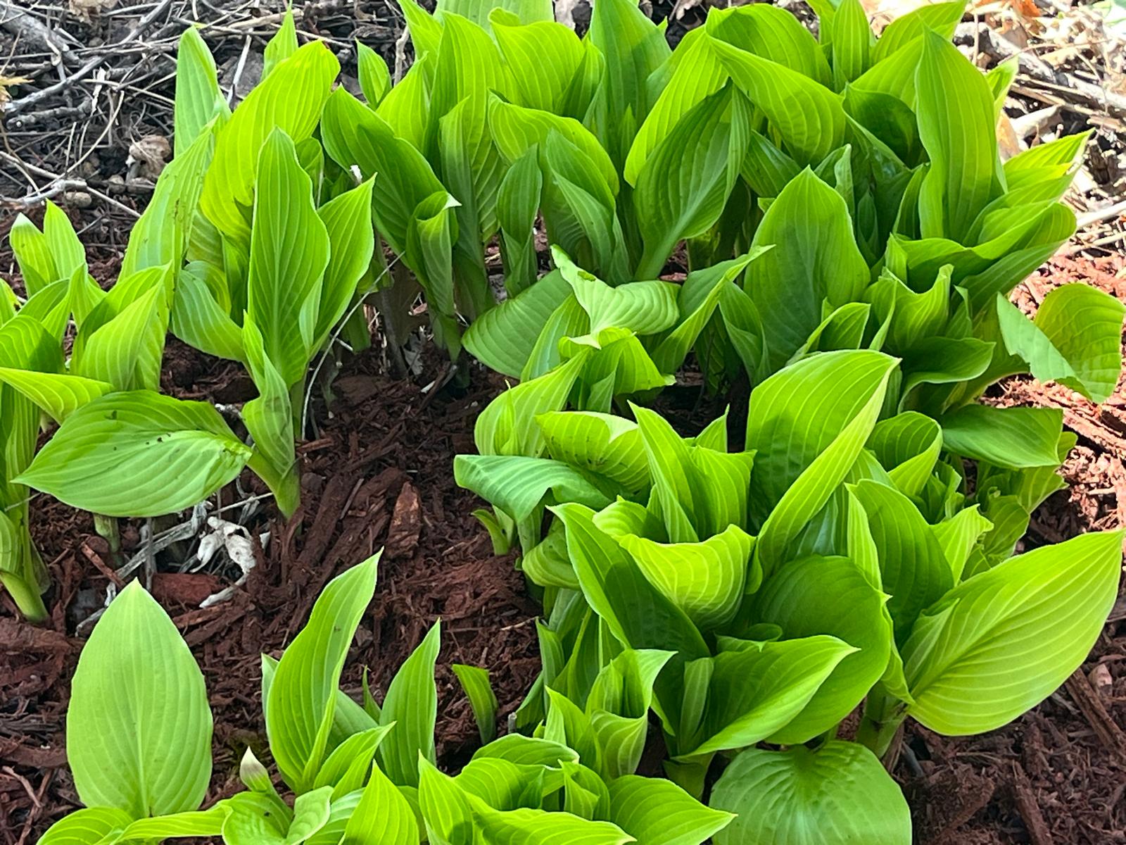 Hosta 'Queen of Seas'