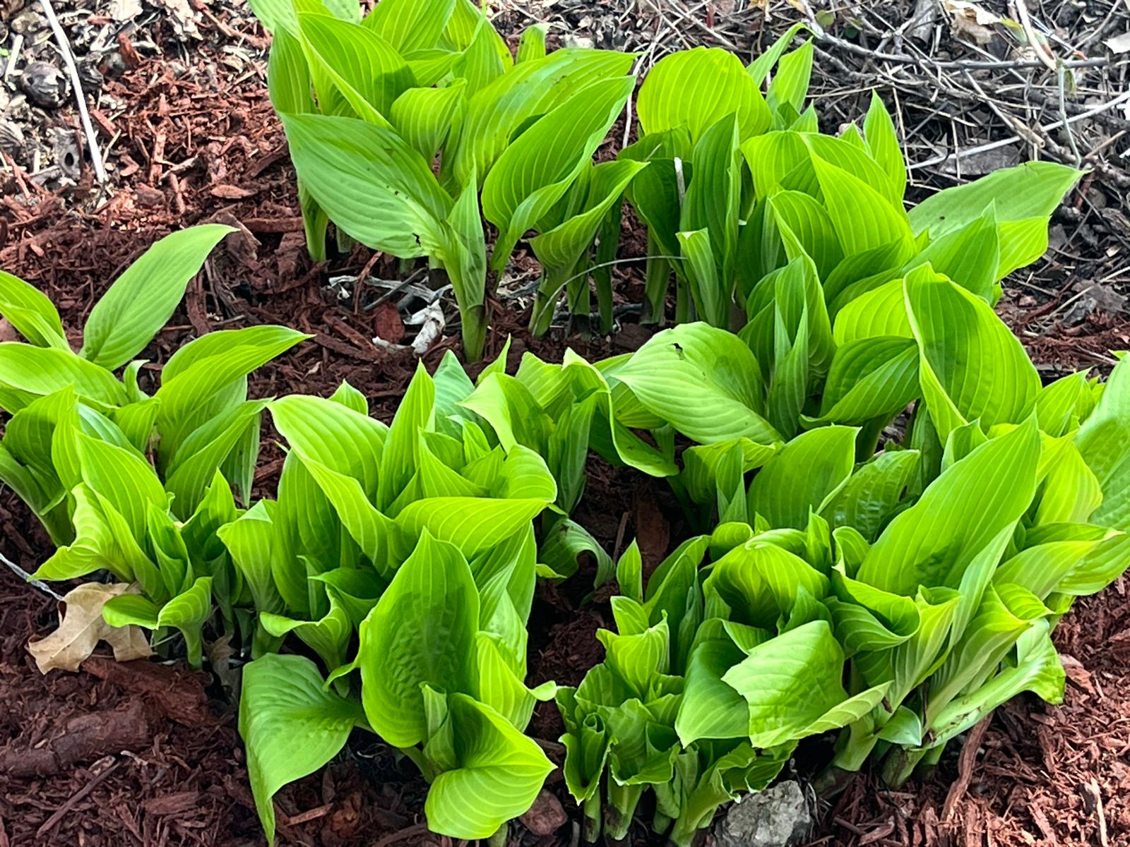 Hosta 'Queen of Seas'