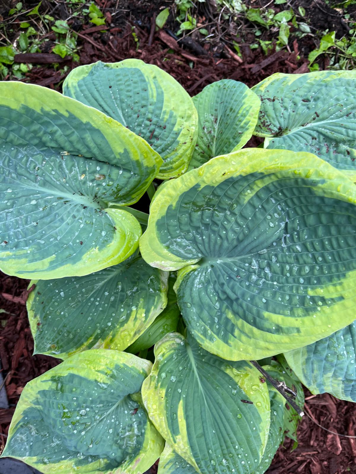 Wide Brim Hosta