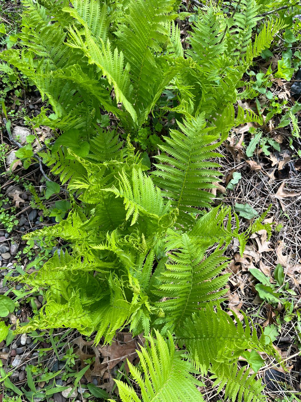 Shade Fern 
