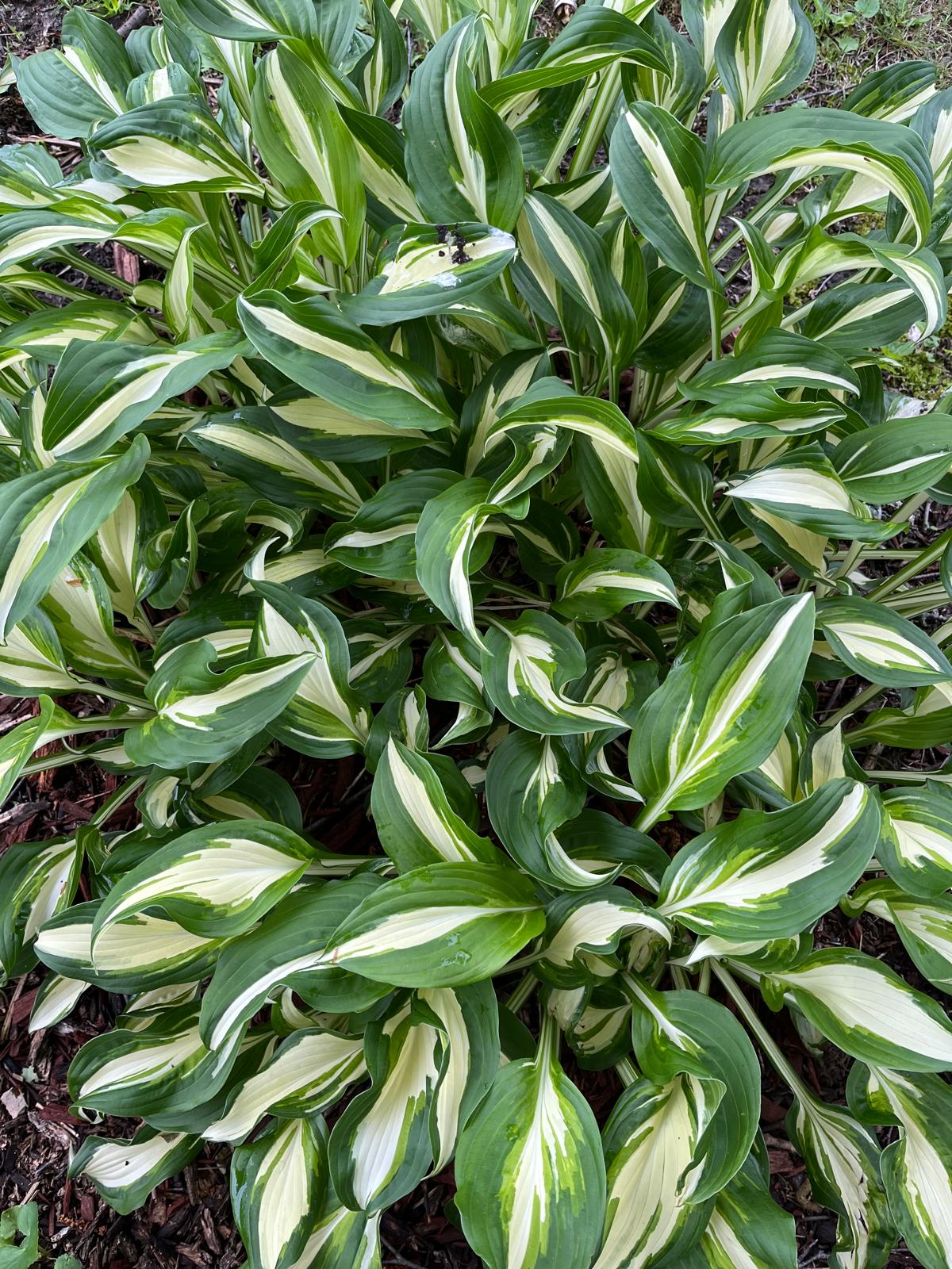 Reverse Patriot Hosta