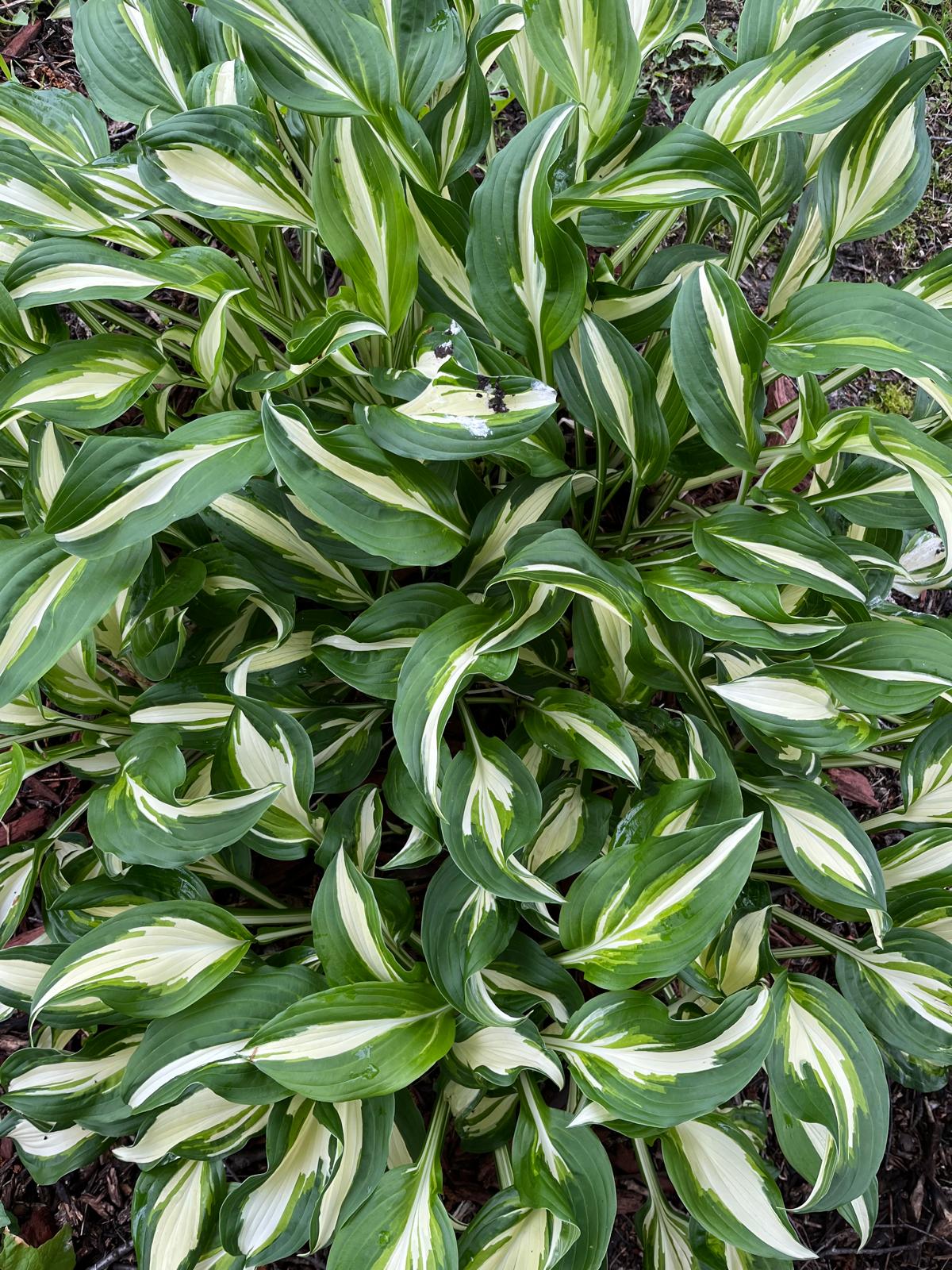 Reverse Patriot Hosta