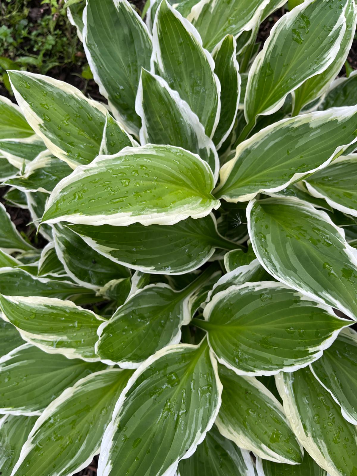 Patrriot Hosta
