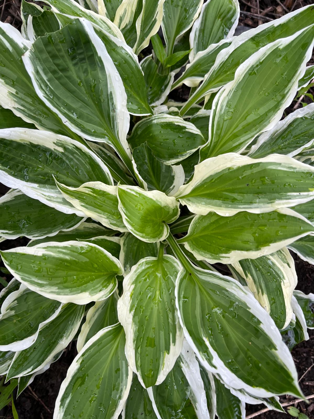 Patrriot Hosta