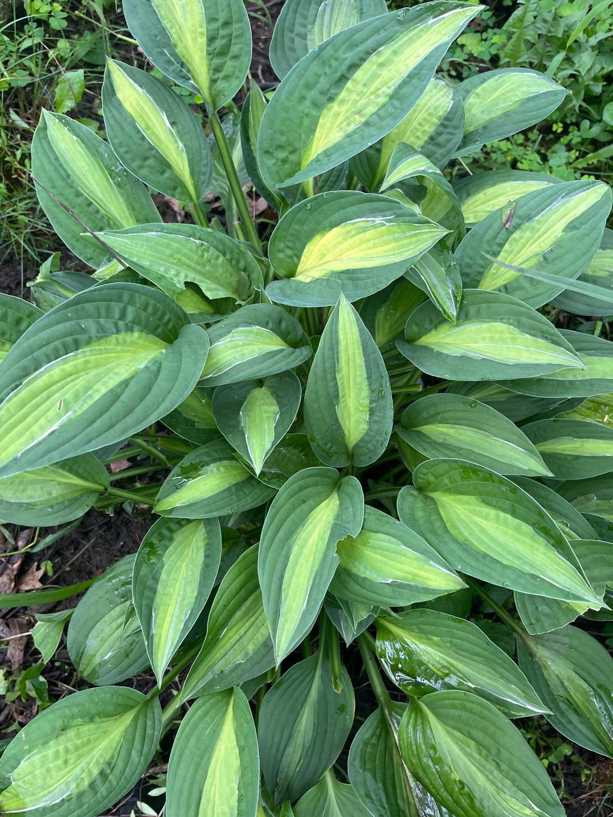 Hosta Dream Weaver