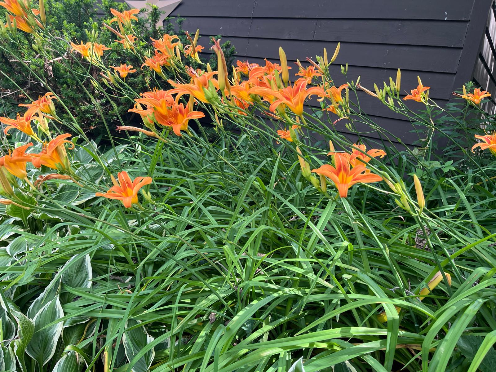Orange Day Lily