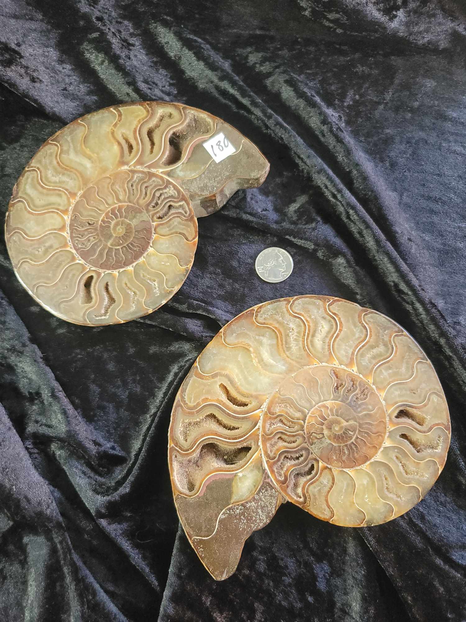 Fossilized Ammonite Pair