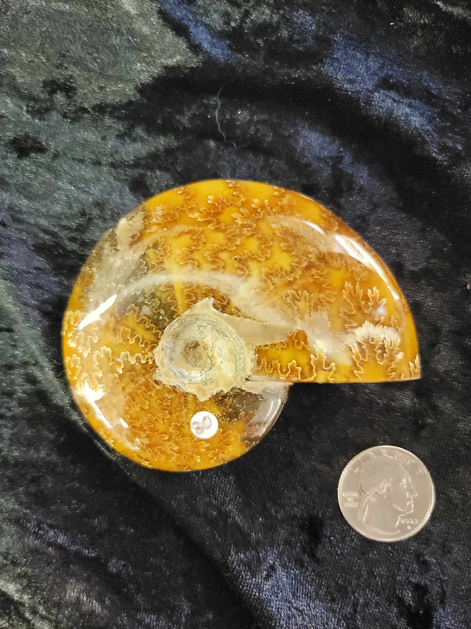 Beautifully Polished Fossilized Ammonite