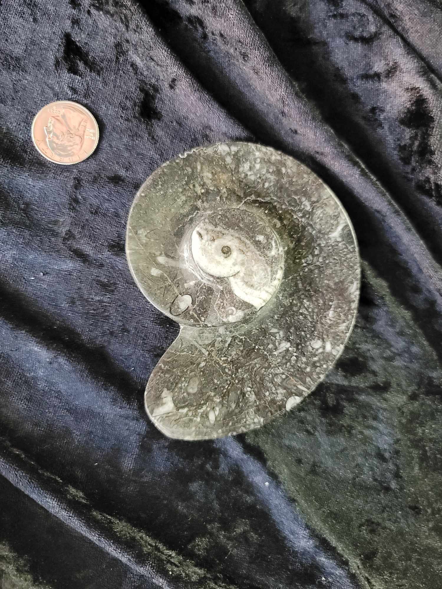 Highly Polished Fossilized Ammonite Tray