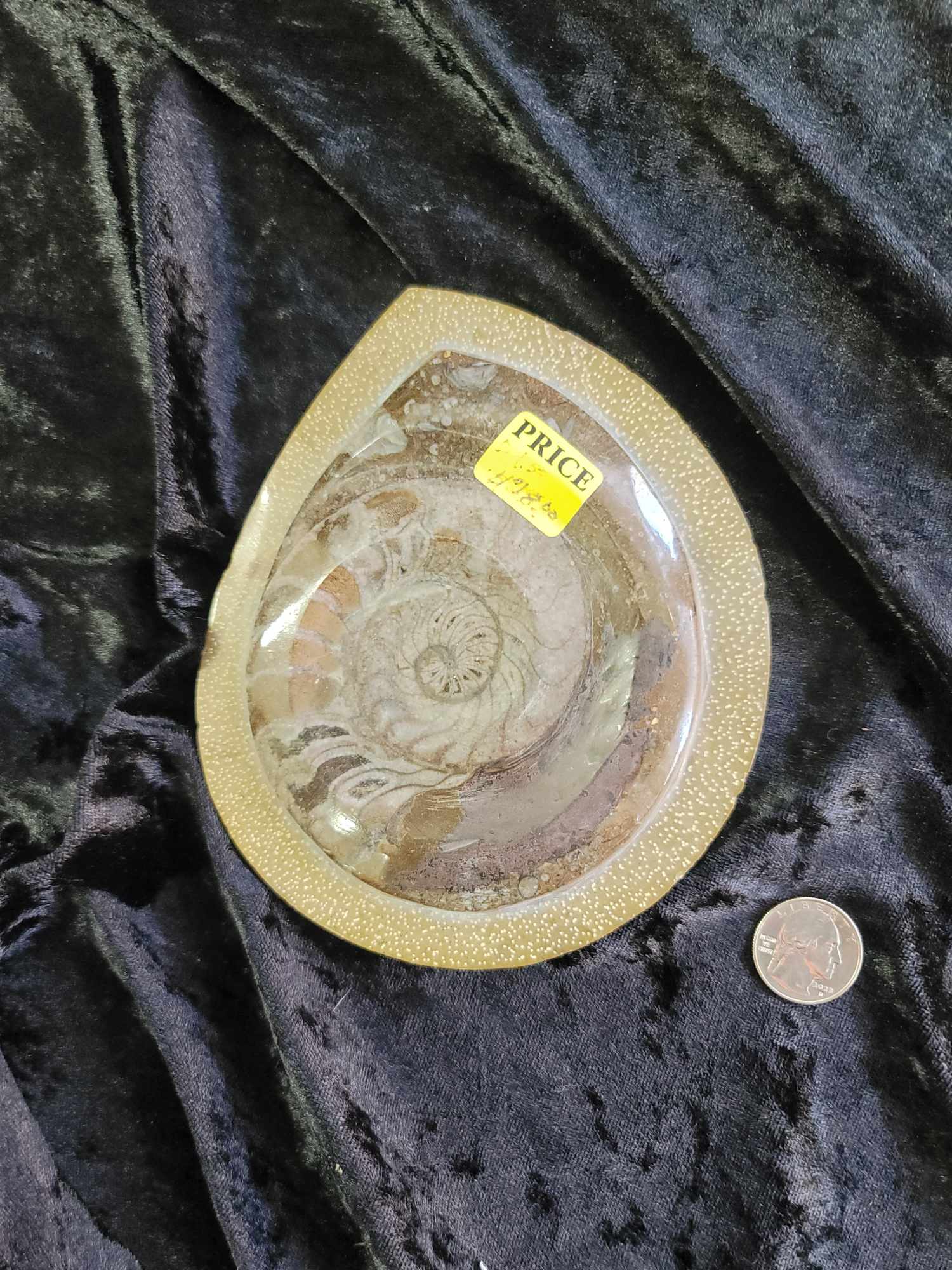 Beautifully Polished Ammonite Fossil