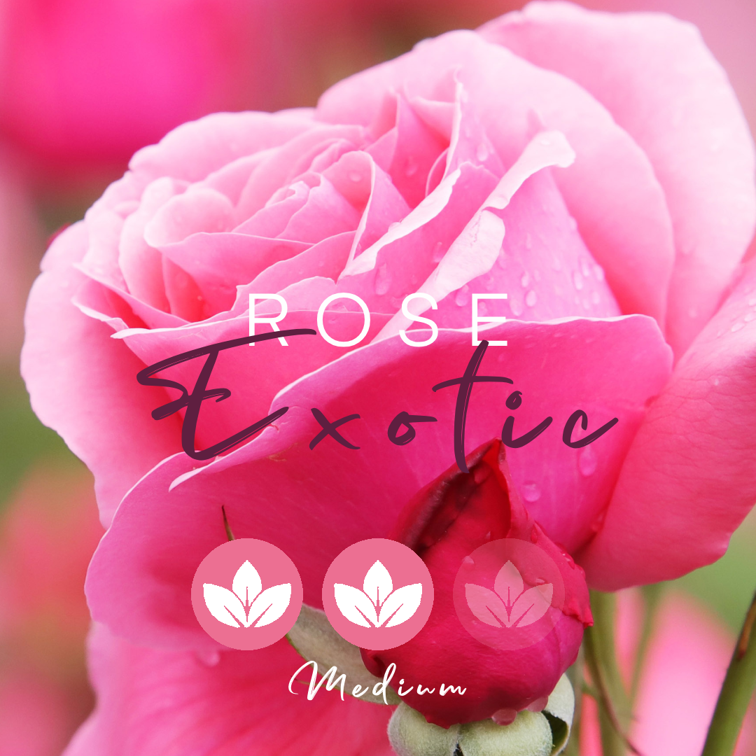 Rose Exotic