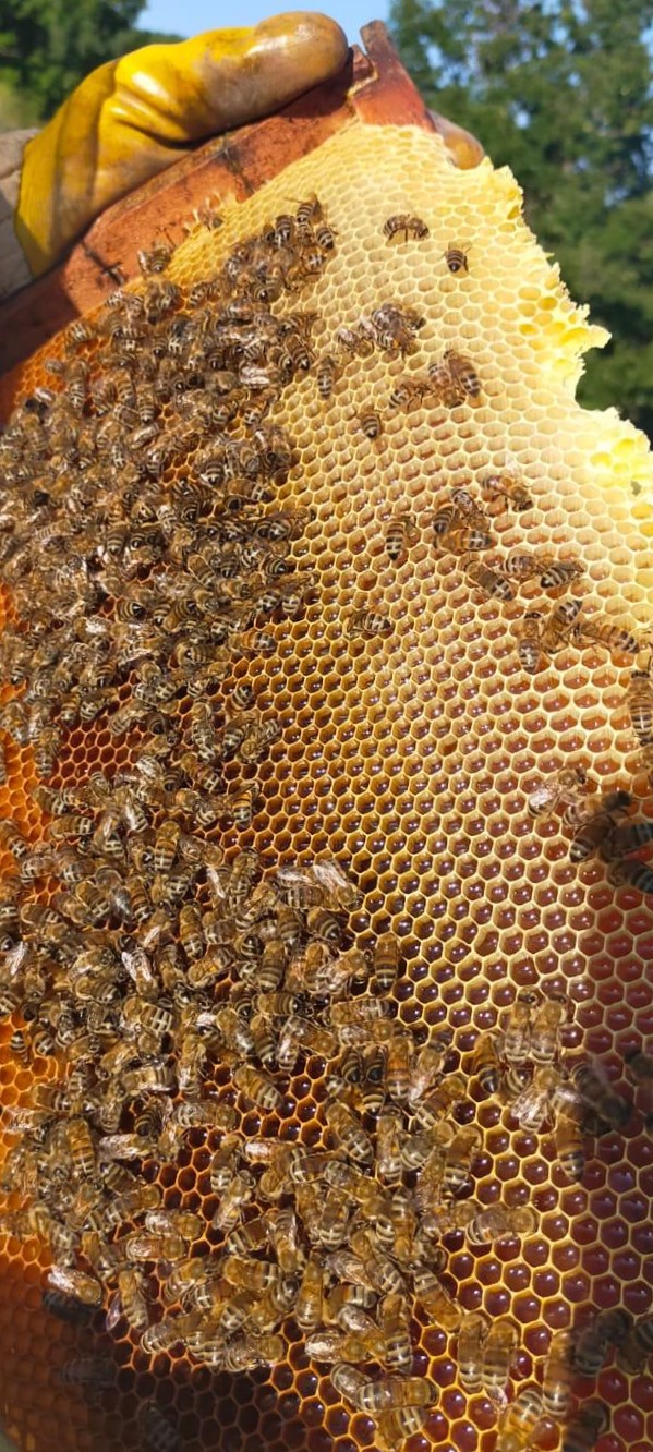 Doğal karakovan balı