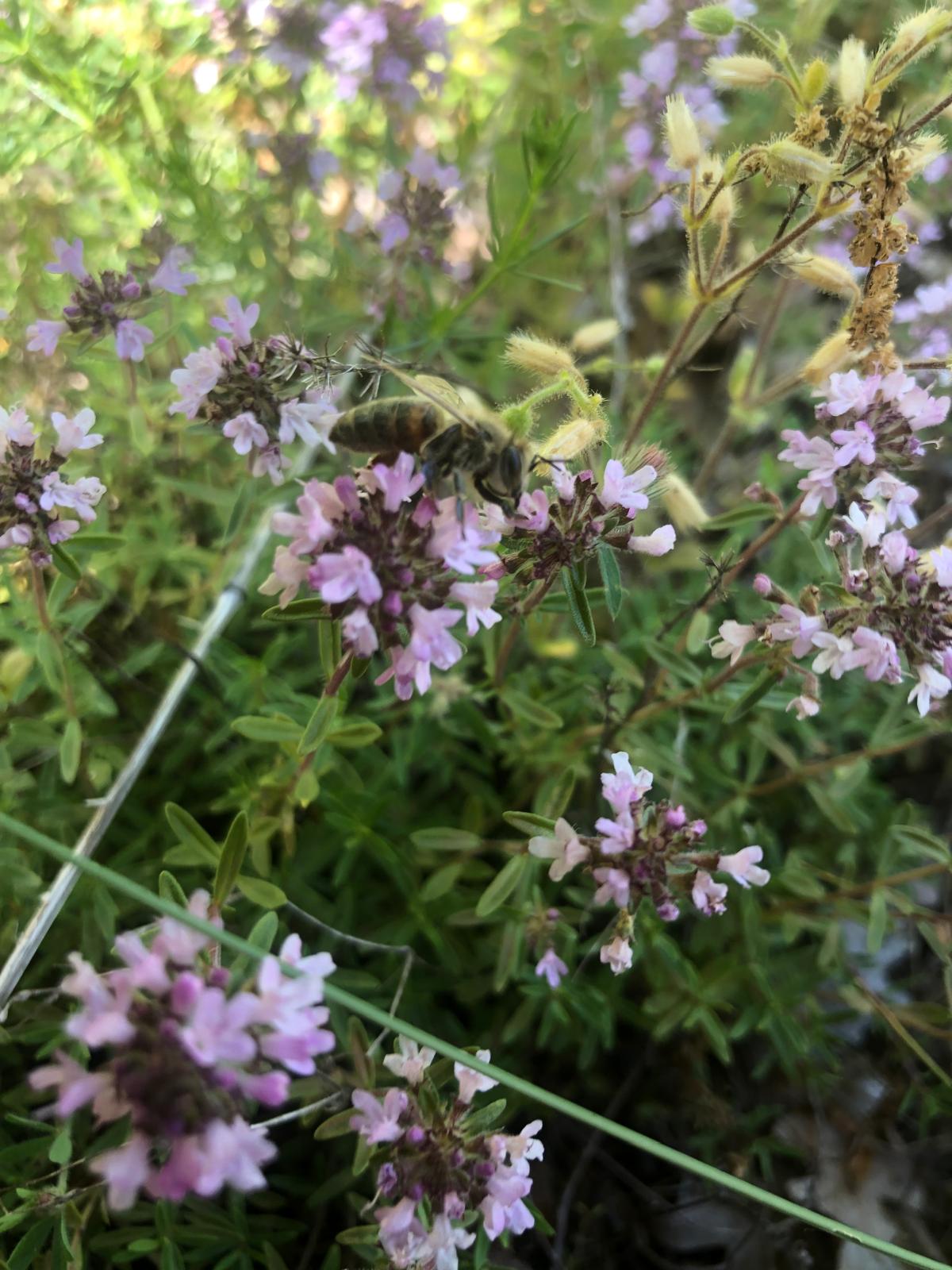 Doğal çiçek poleni