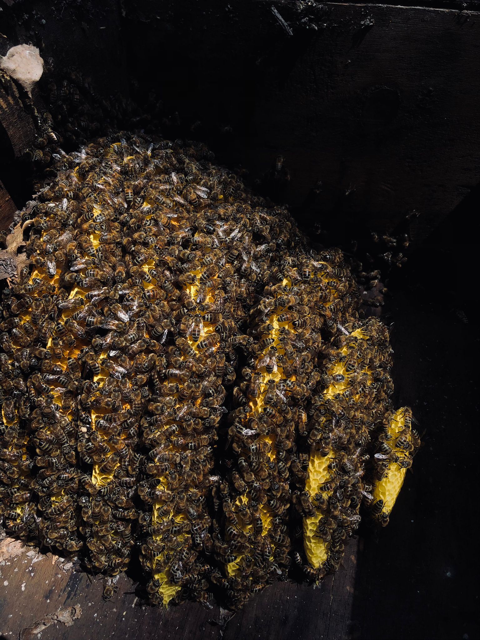 Doğal karakovan balı