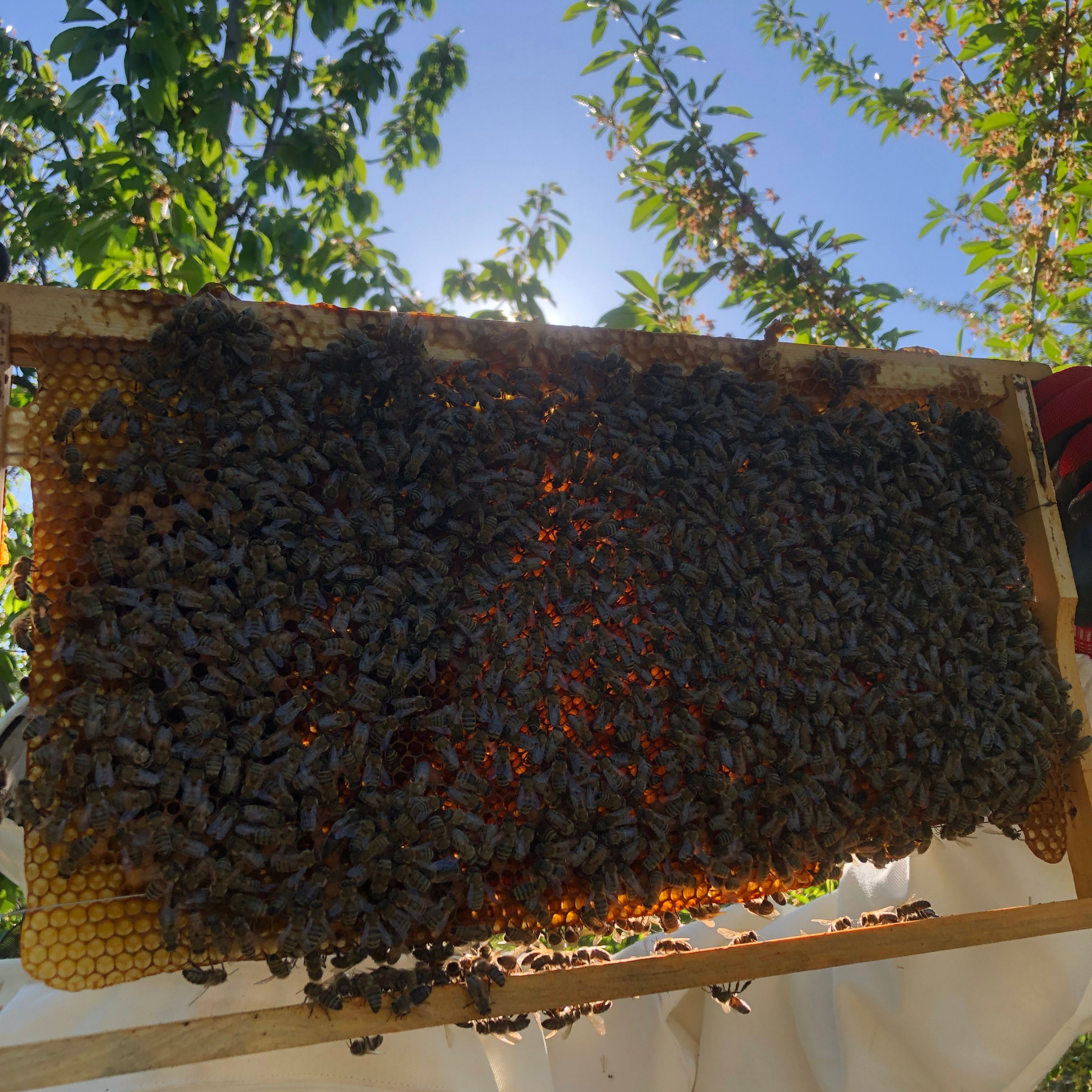 Doğal karakovan balı