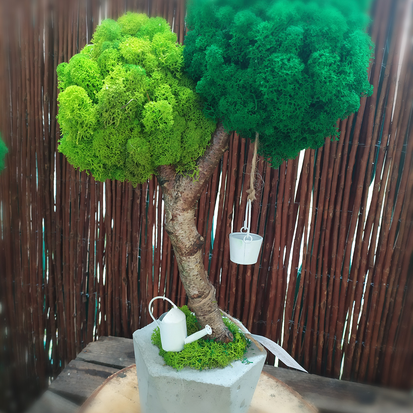 Podwójne drzewko z mchu w betonowej donicy