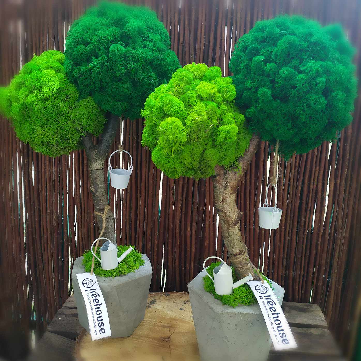 Podwójne drzewko z mchu w betonowej donicy