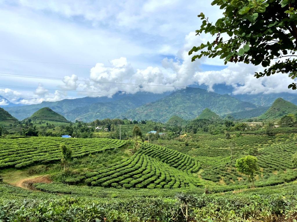 7 to 10 Km scenic tea plantations - HIKING -1/2 day