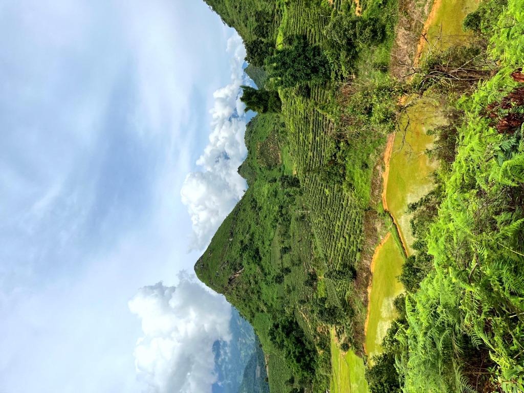 7 to 10 Km scenic tea plantations - HIKING -1/2 day